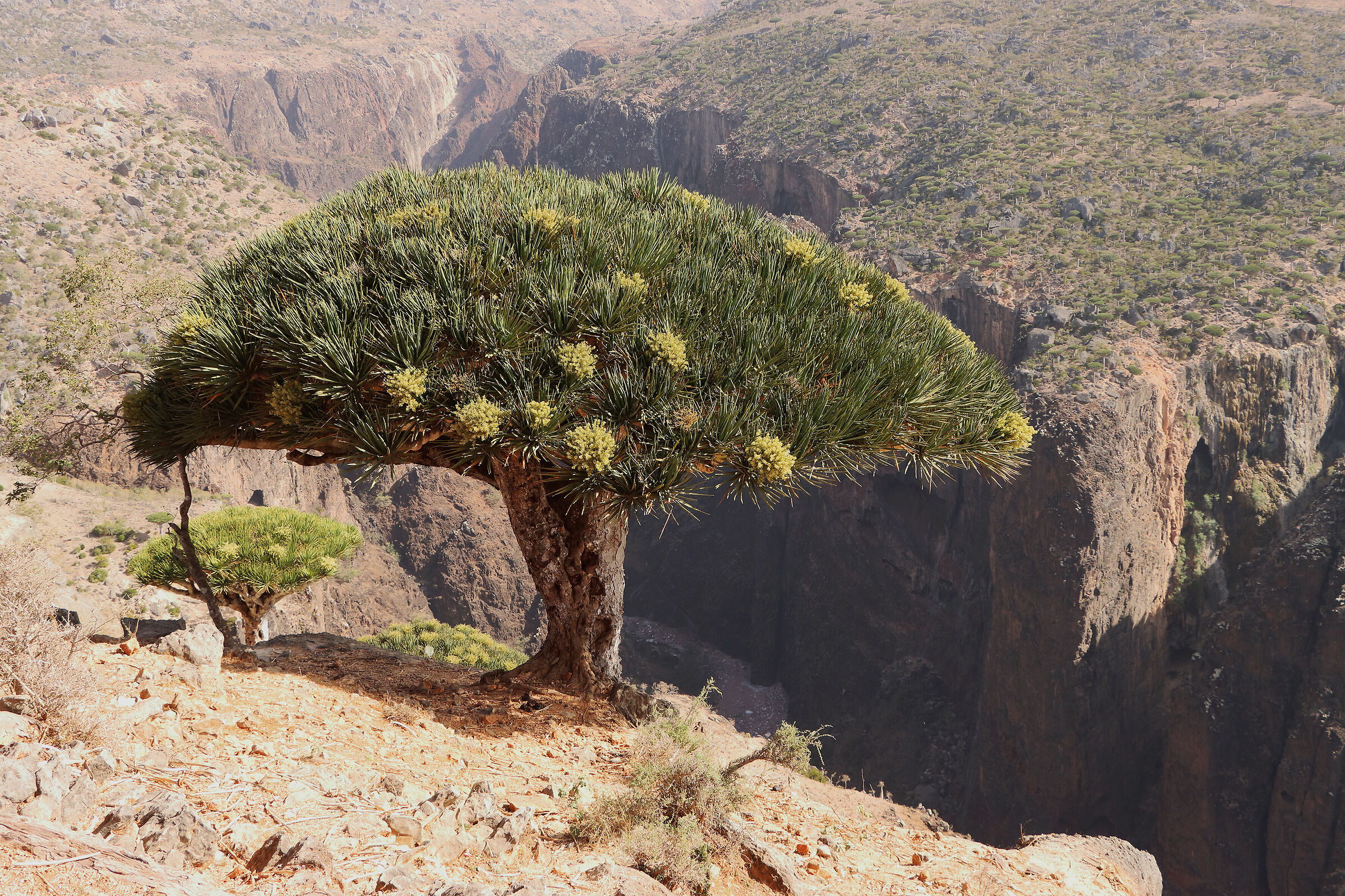 S O C O T R A - on the edge of Wadi Dirhur -