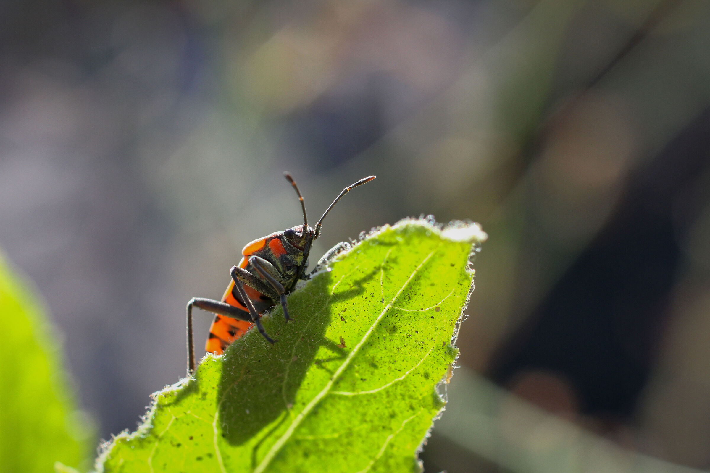 Pyrrhocoris apterus su foglia