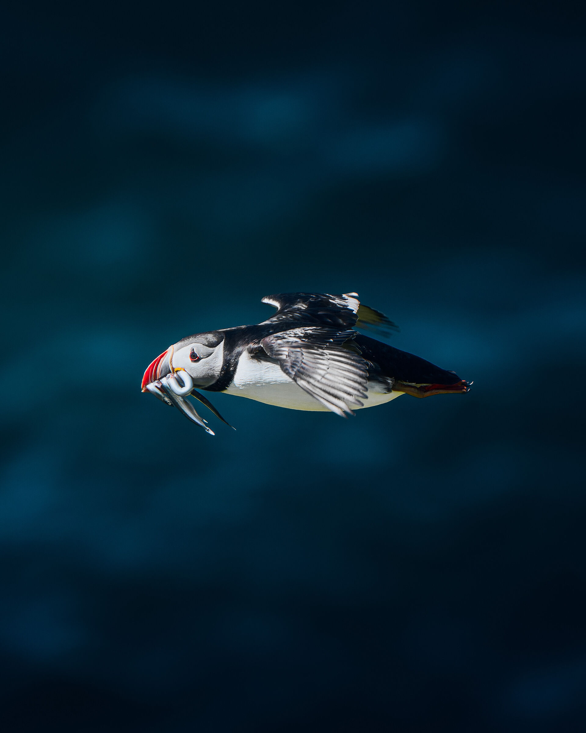 Puffin