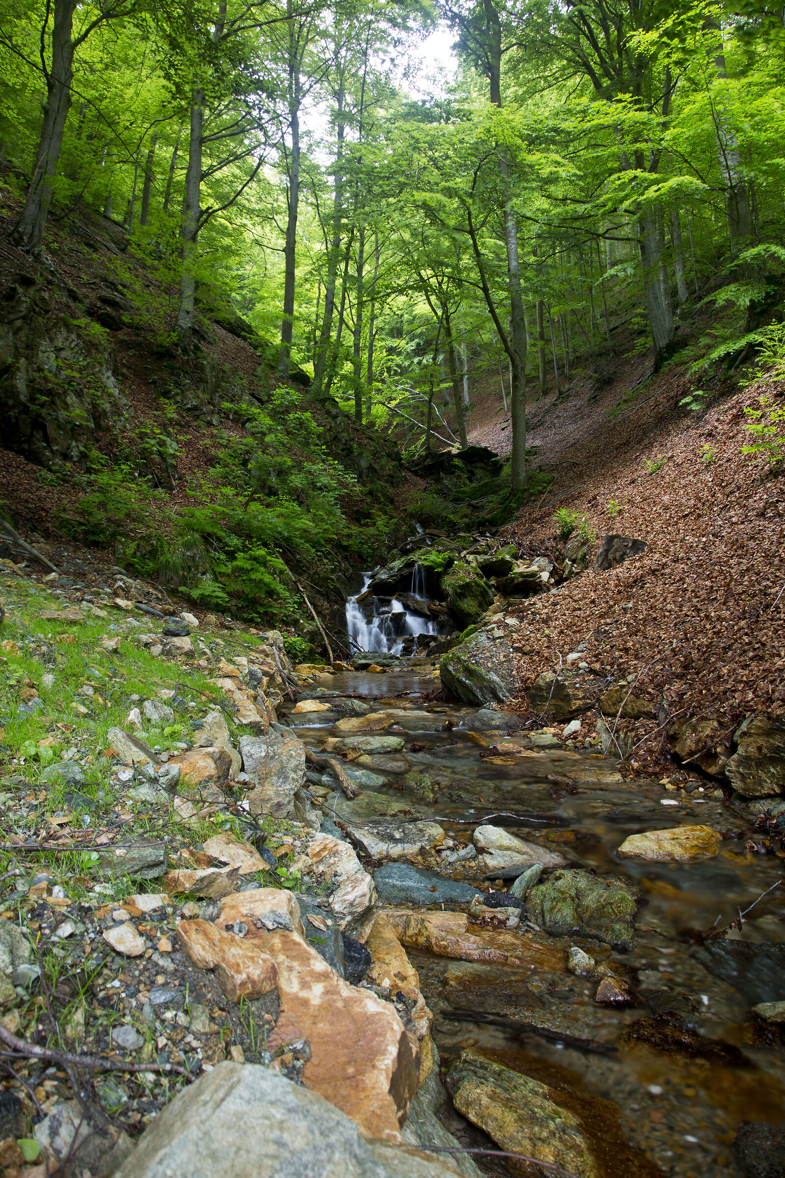 Woodscape