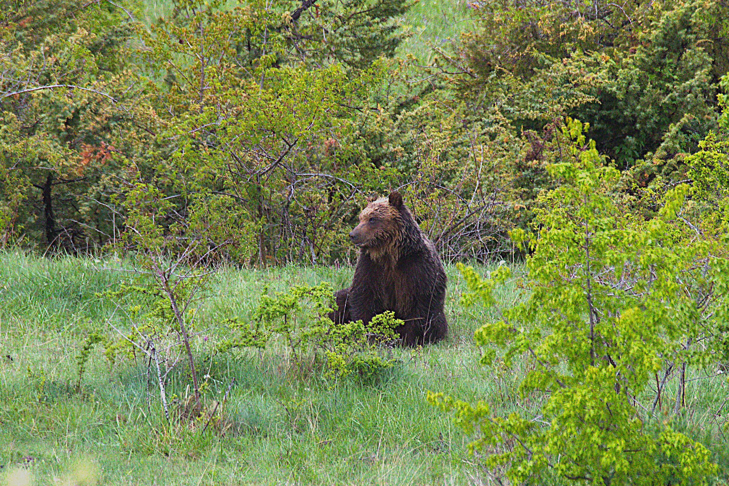 Orso Bruno Marsicano (femmina)