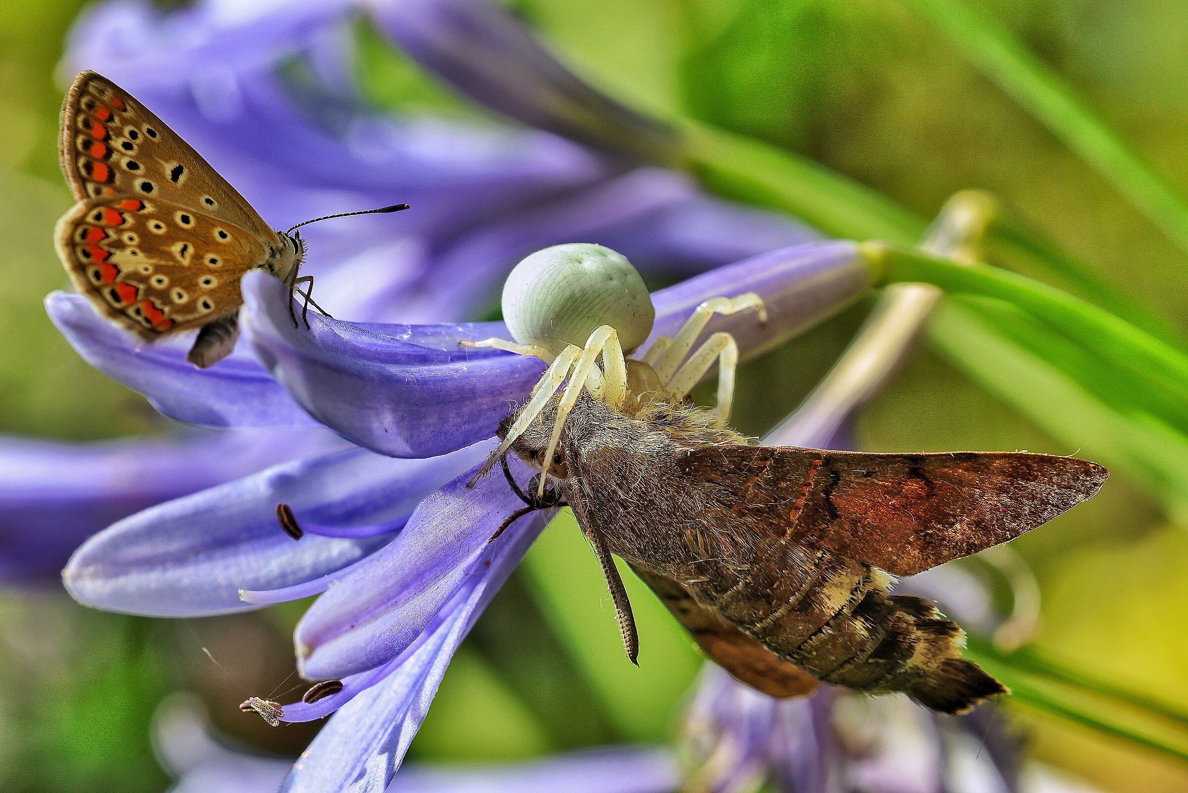 Polyommatus, Misumena e Macroglossum