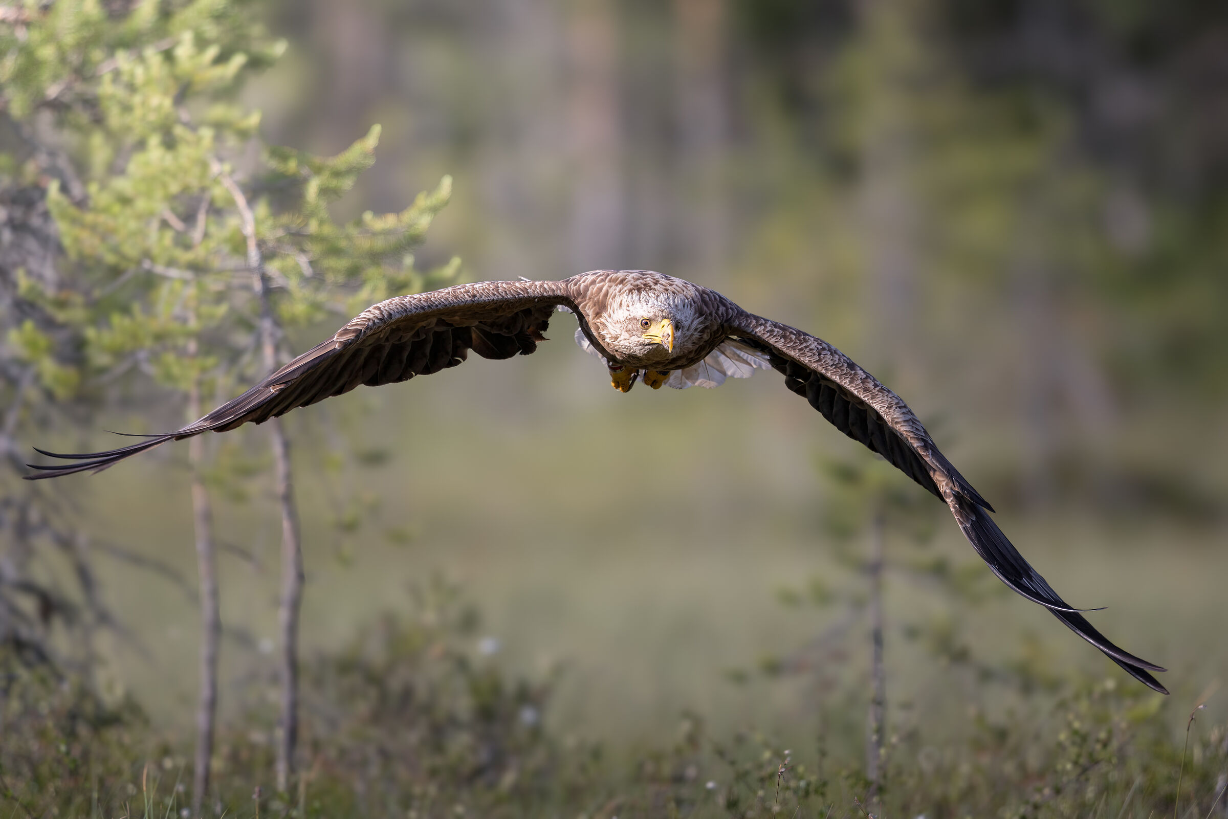White-tailed eagle