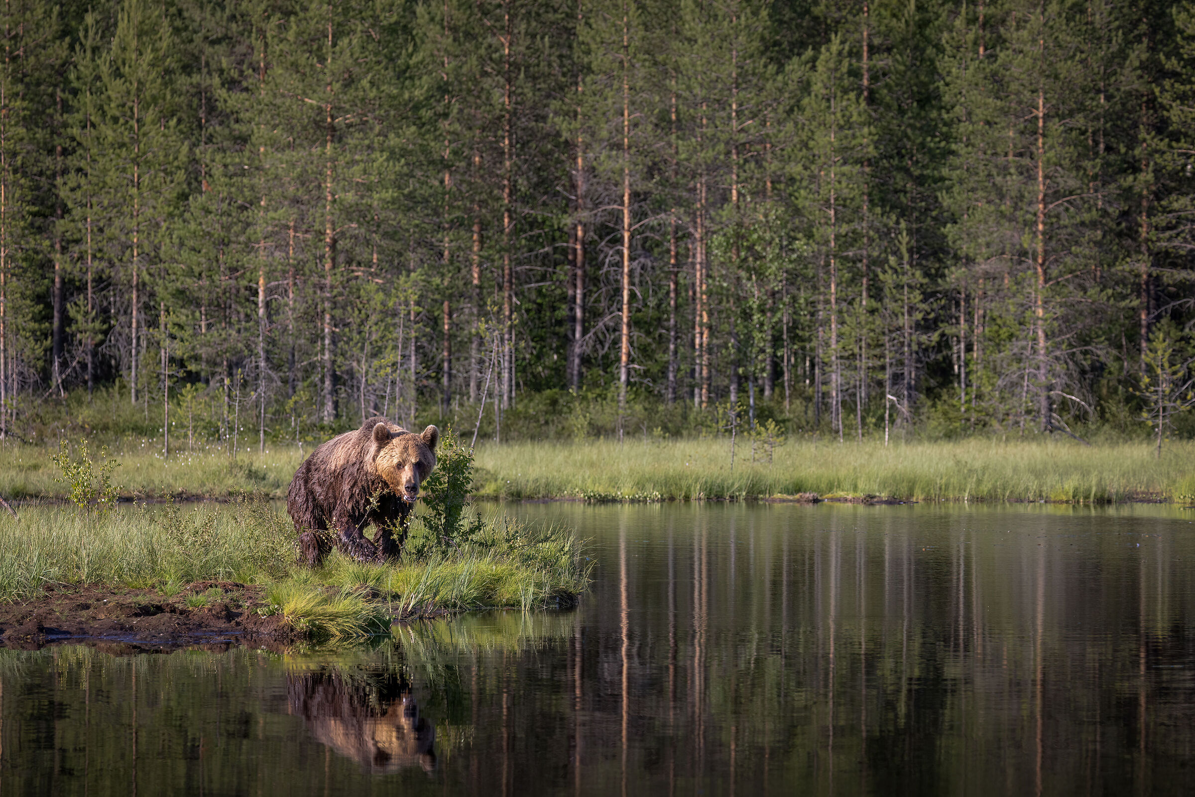Bear in the evening lights