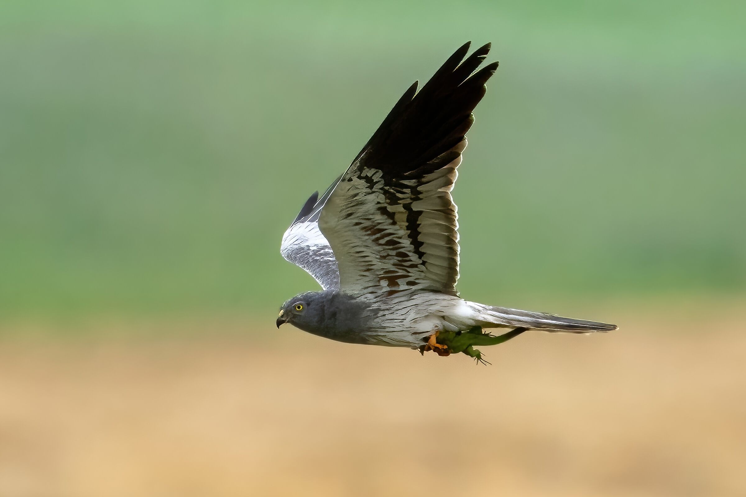 Montagu's Harrier (Circus pygargus) Male with prey