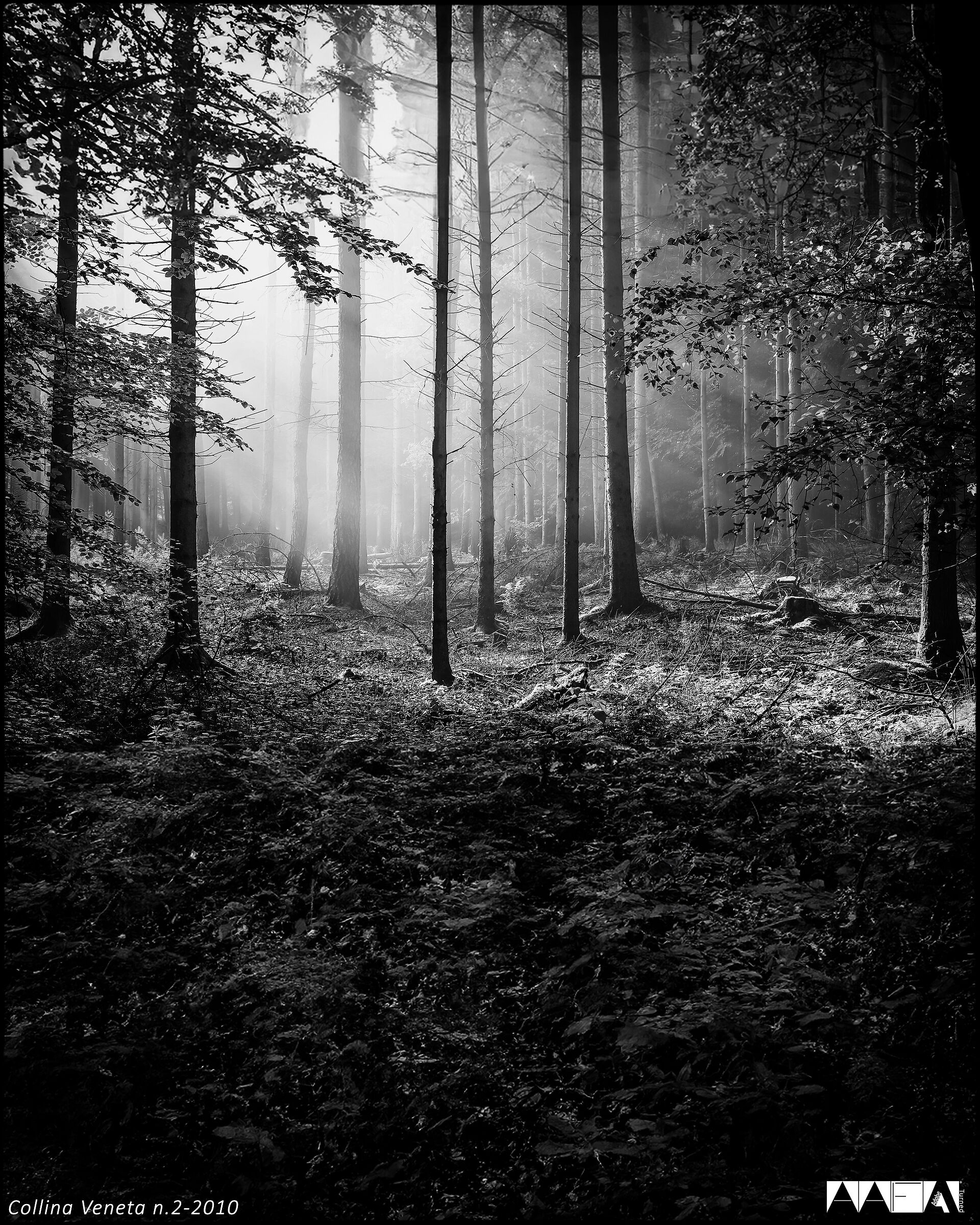 Collina Veneta n.2-2010