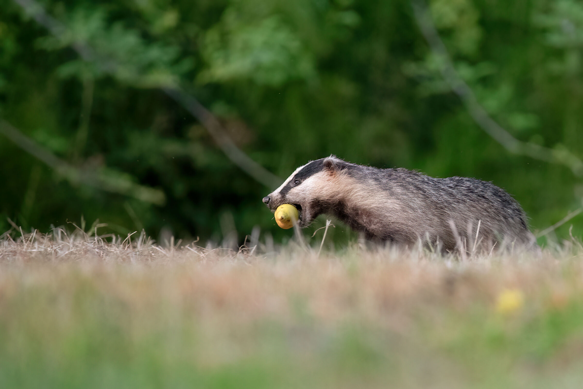 Badger - Meles meles - Badger (Tuscany - July 2024)