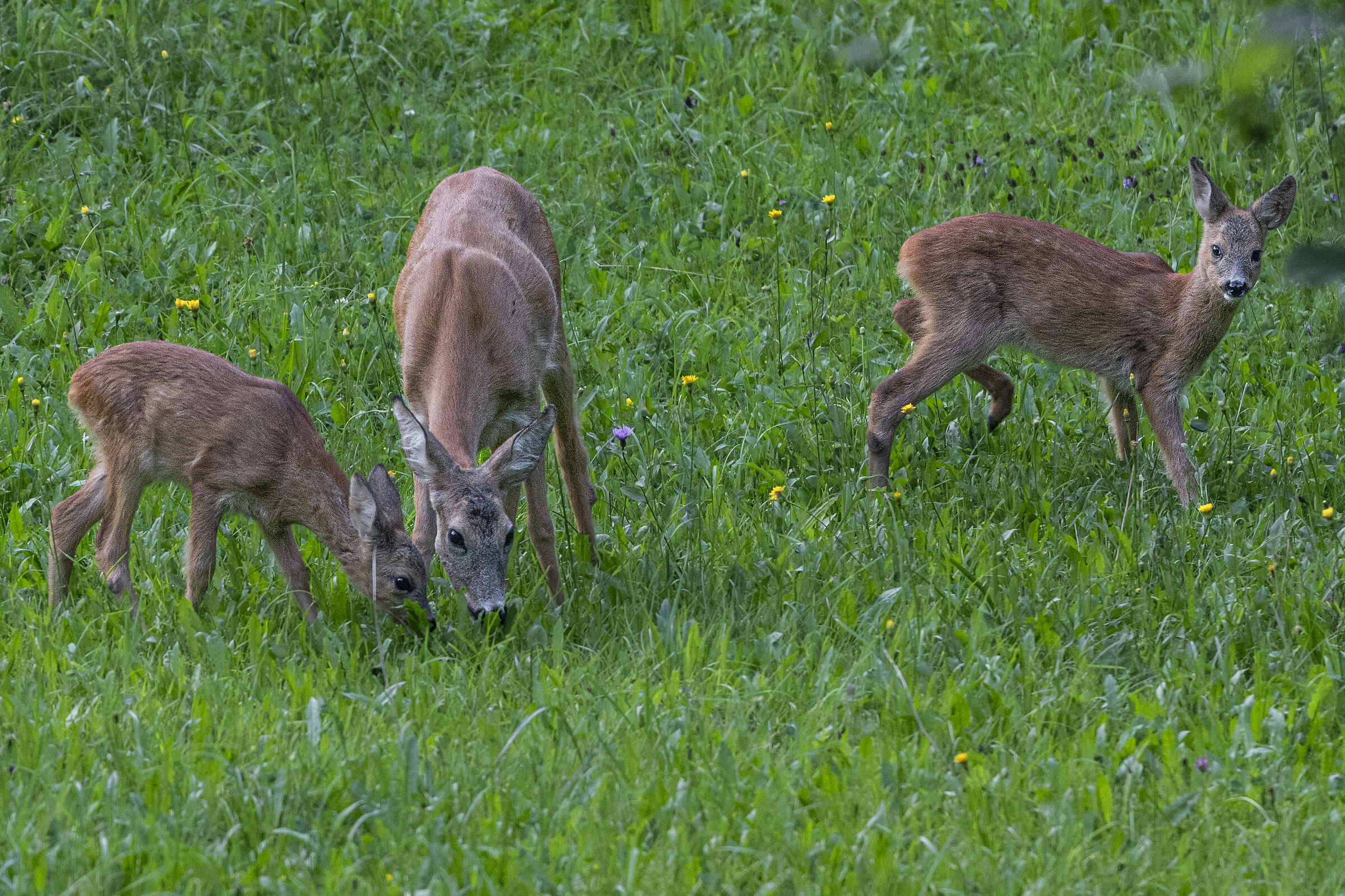 Mother roe deer with her young