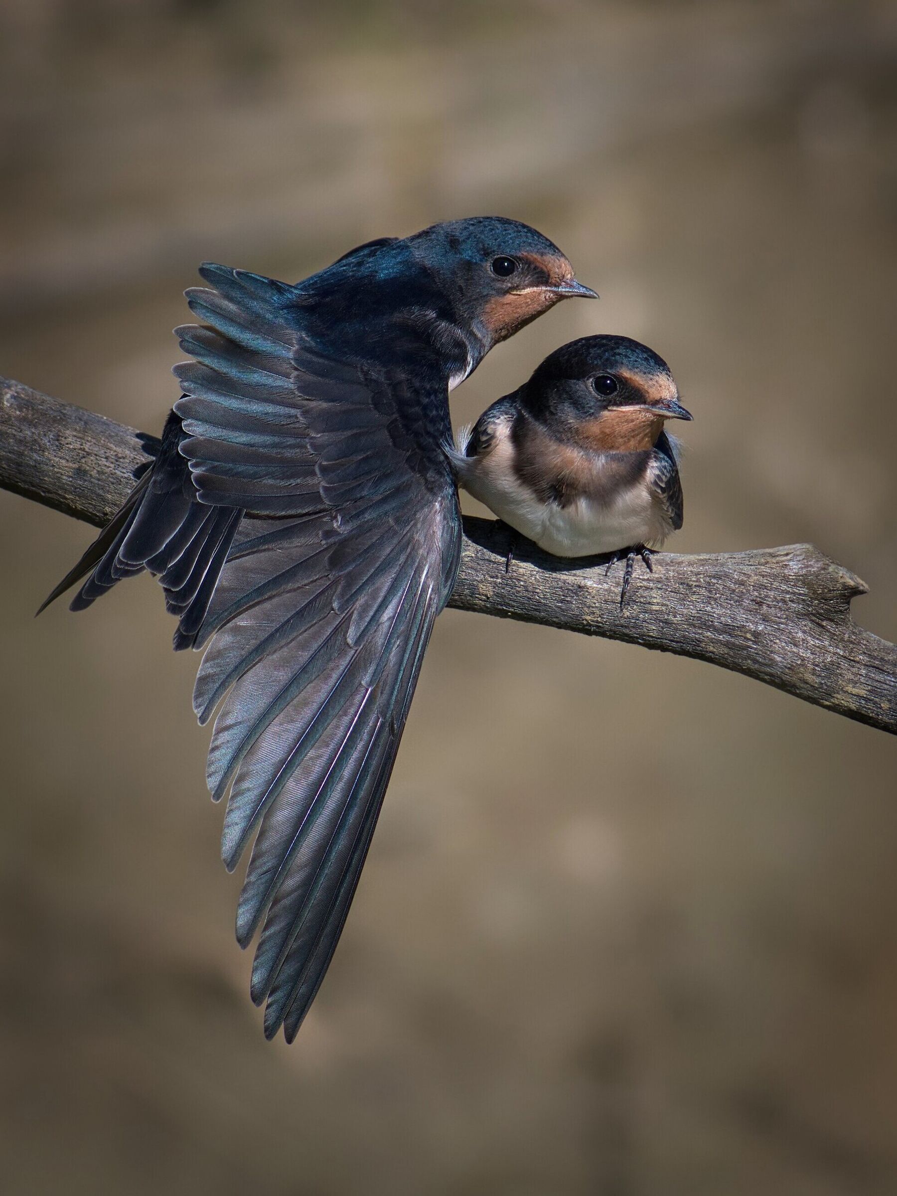 Lo stretching del rondinino in attesa della pappa.