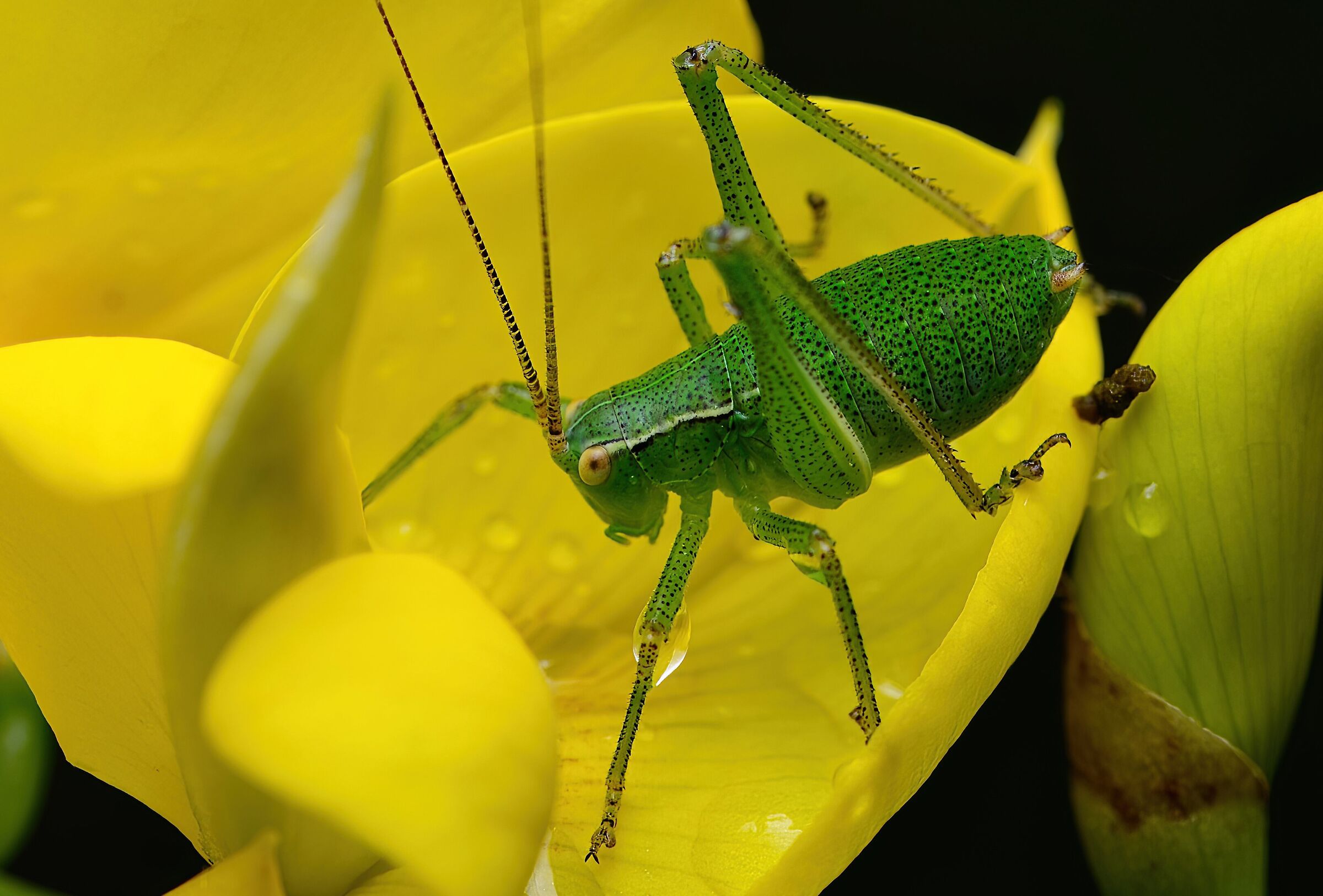 Ninfa di grillo Leptophyes punctatissima