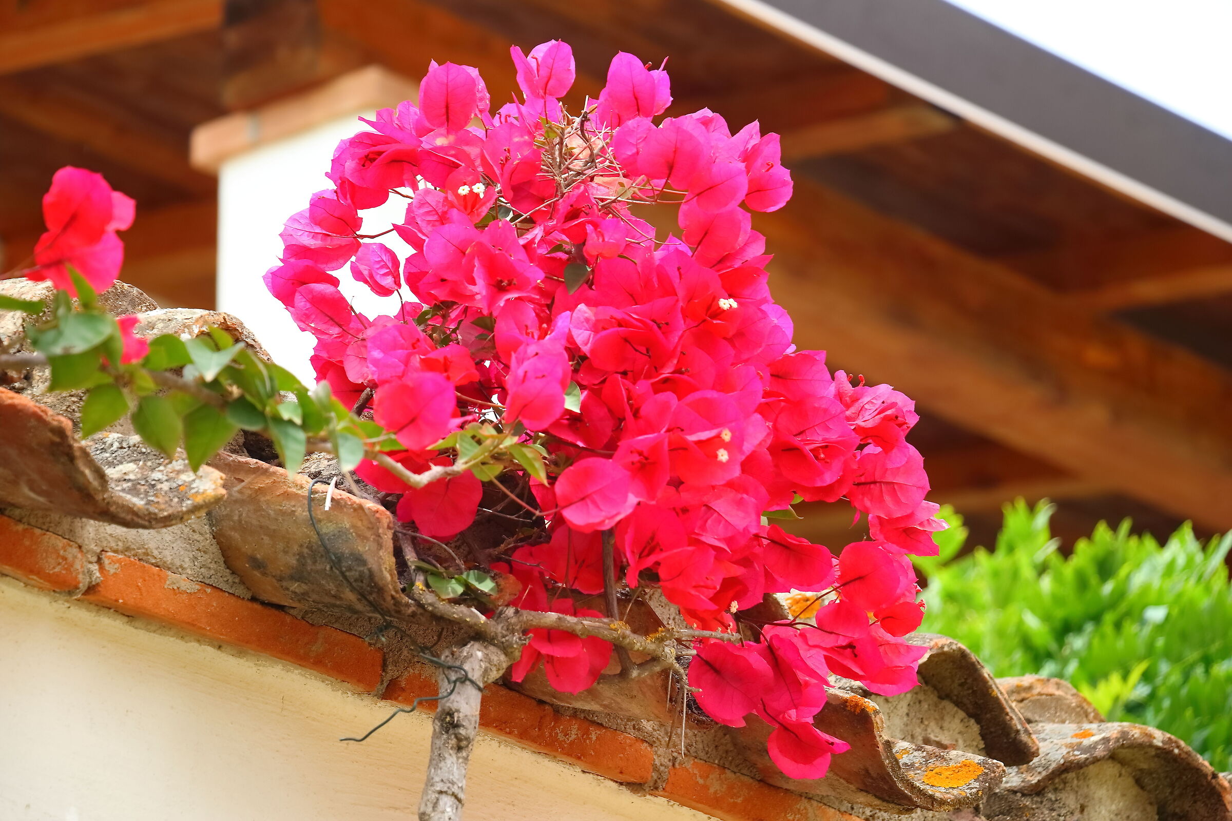 Bougainvillea 18-06-2024 - 0361