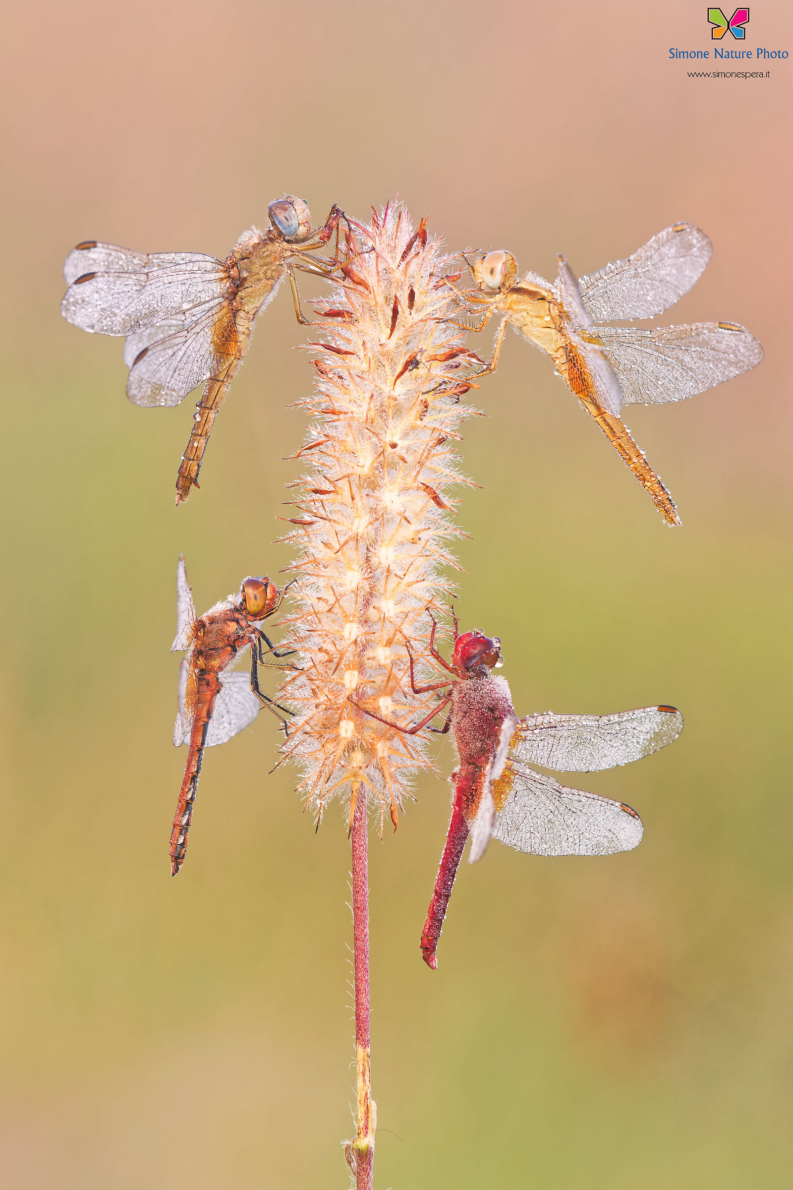 Sympetrum festival....