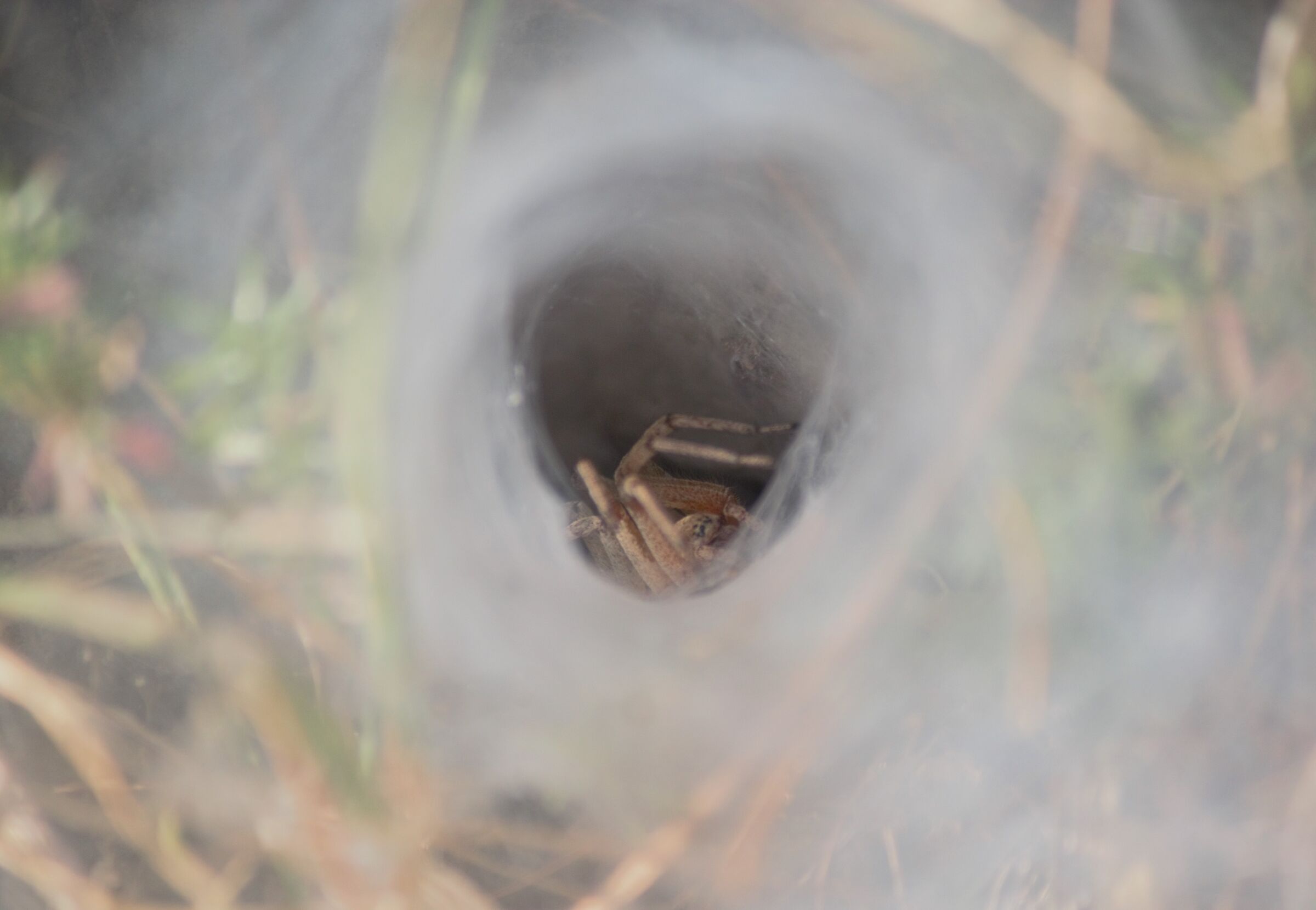 The spider in its lair