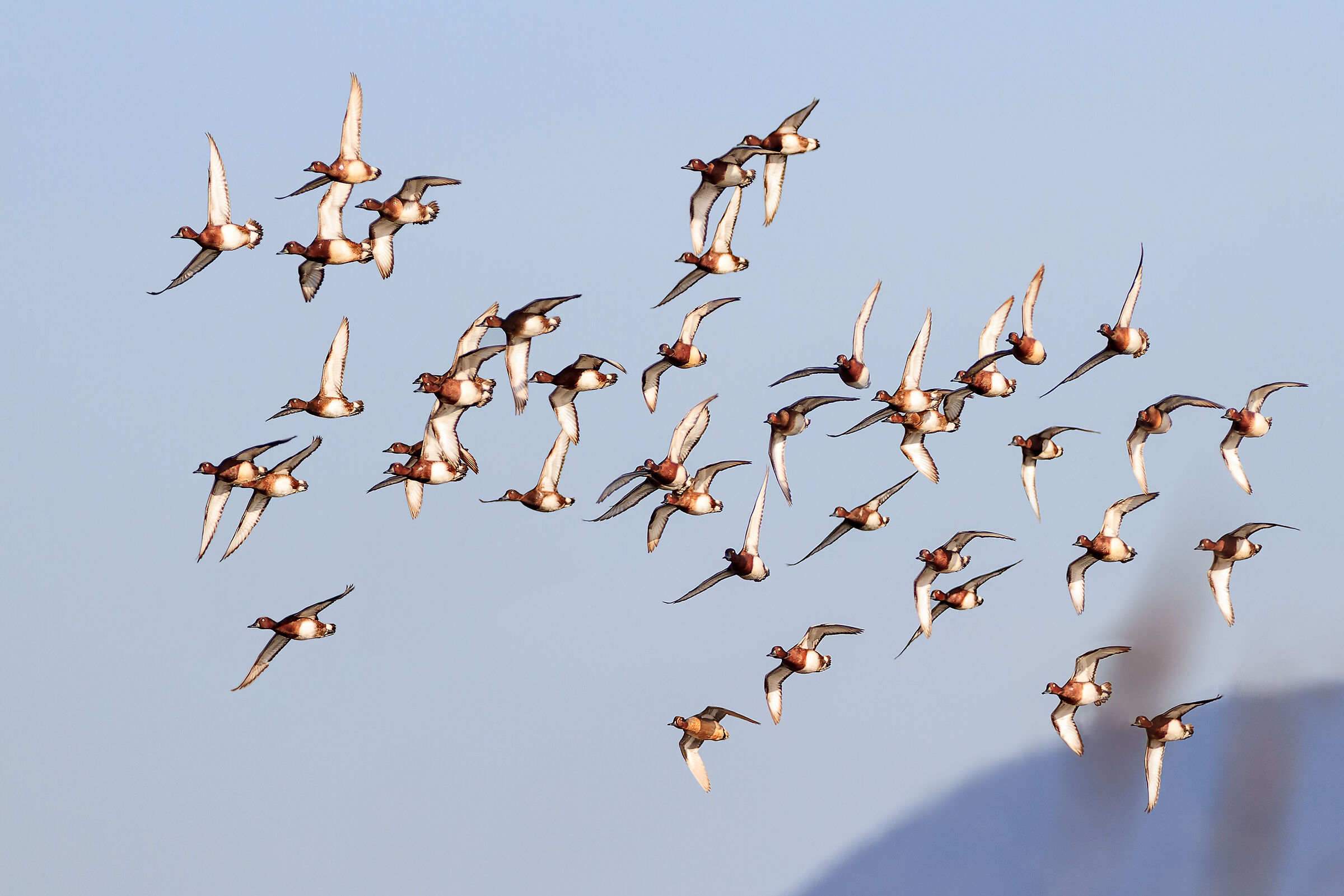 Ferruginous ducks in spring migration