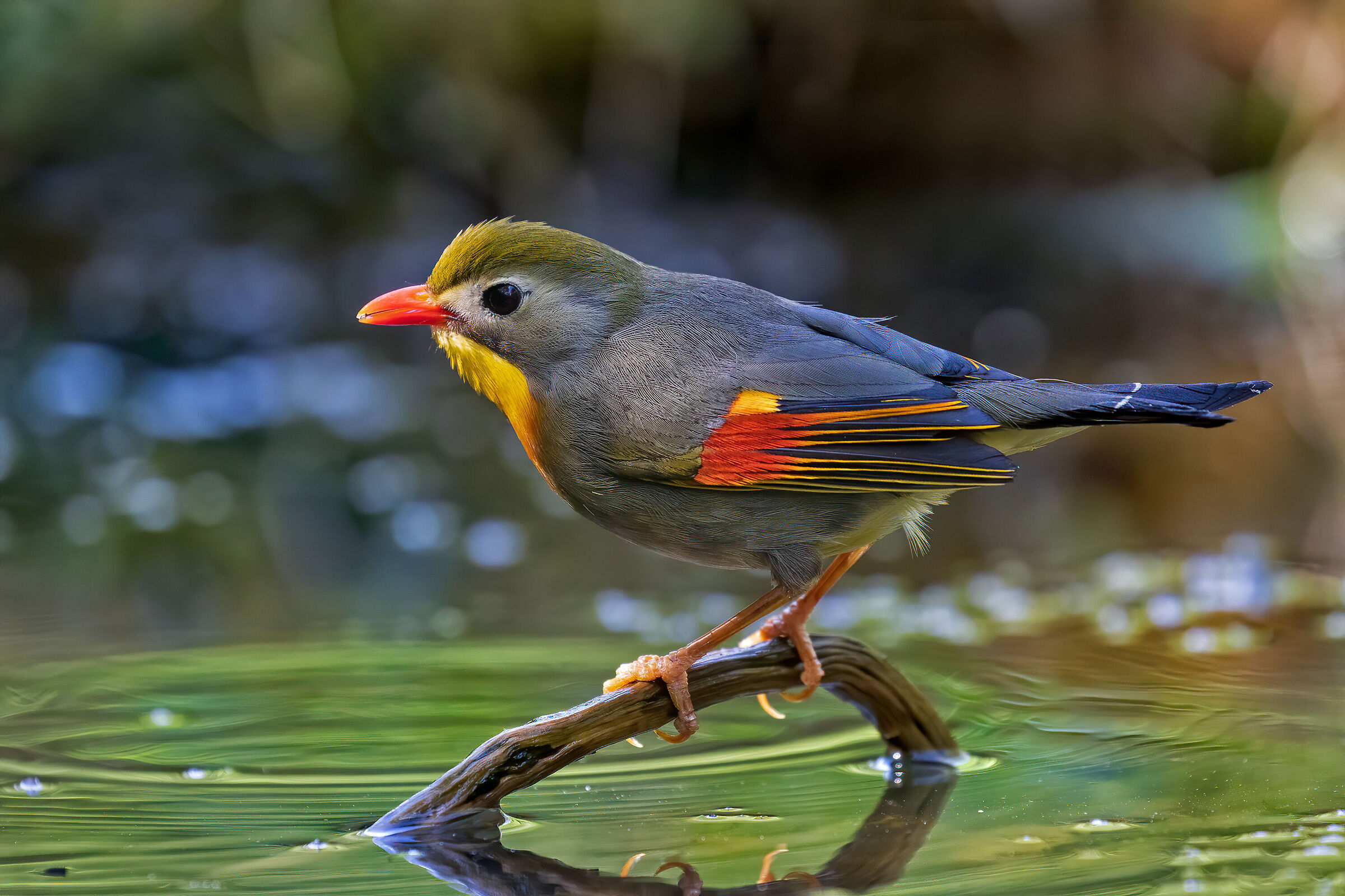 Nightingale of Japan