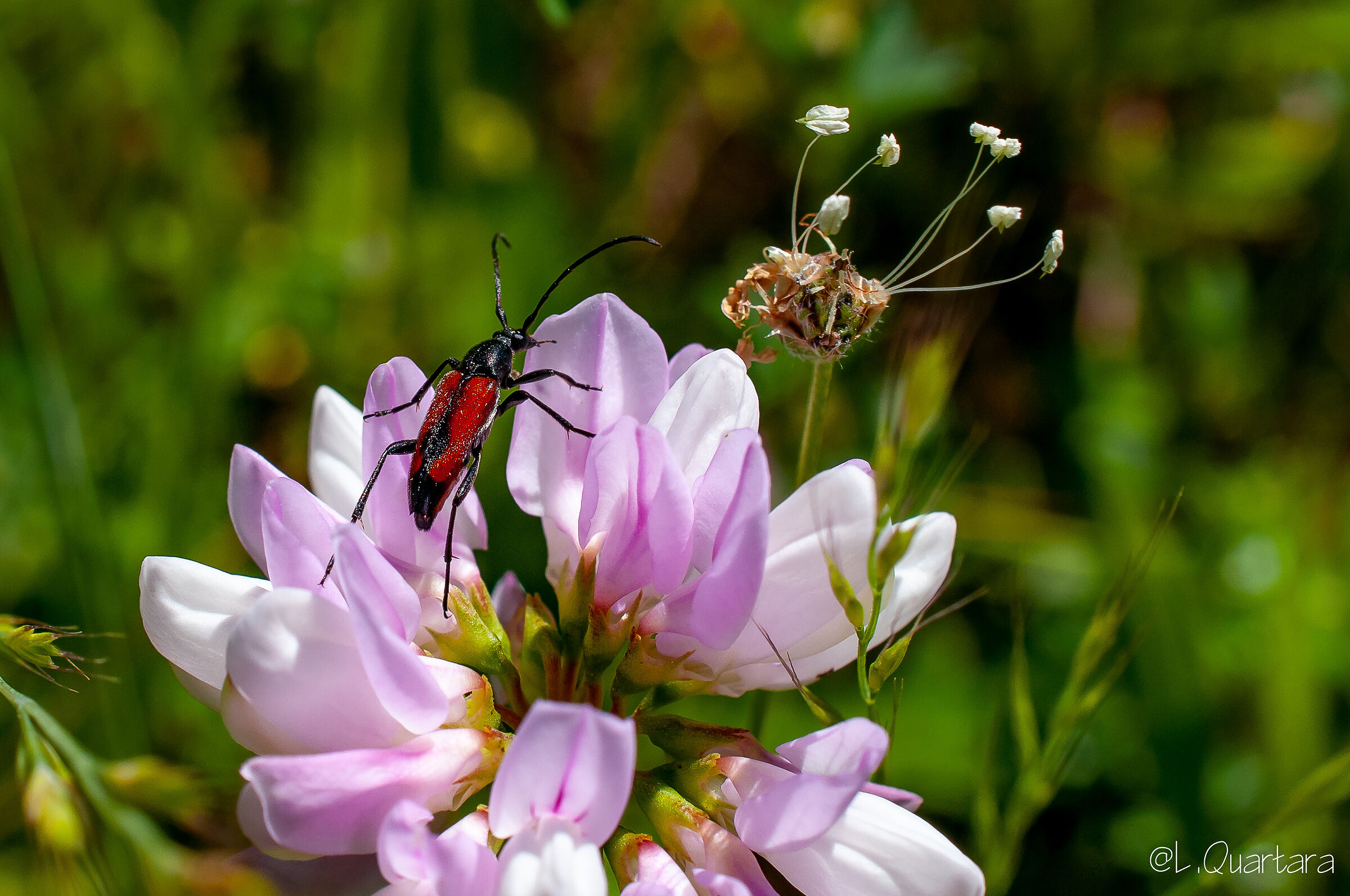 Stenurella melanura