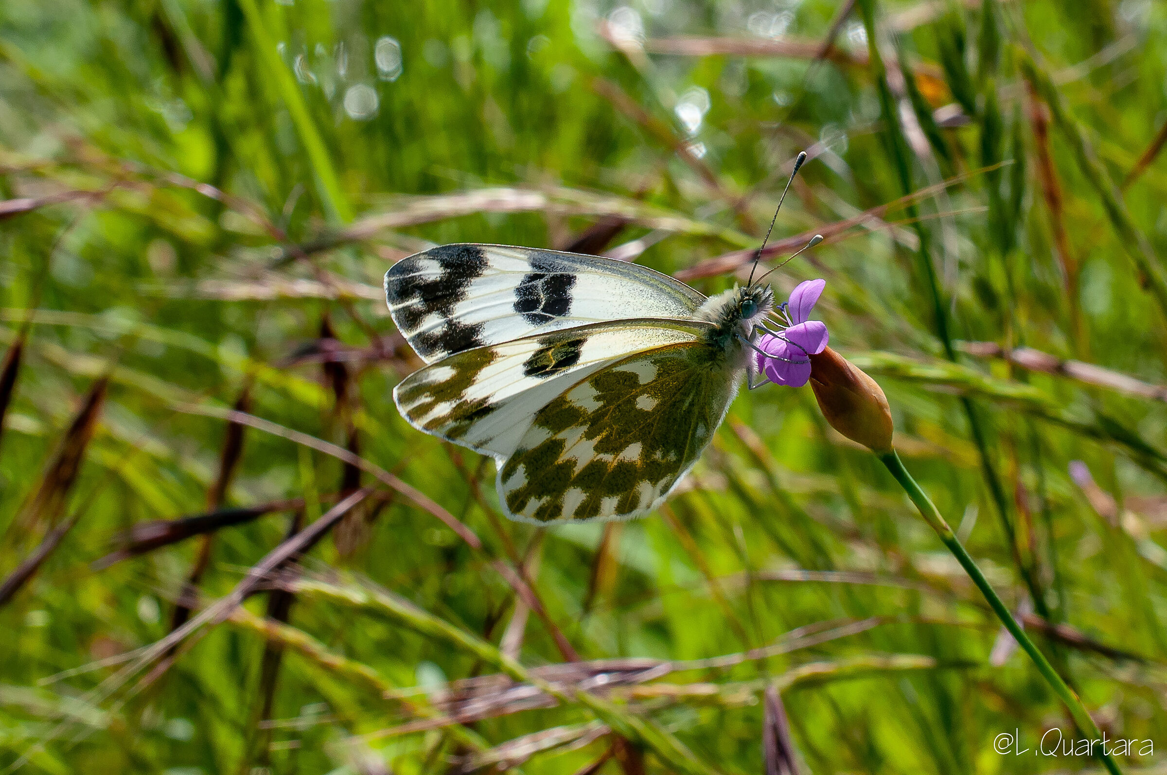 Pontia daplidice
