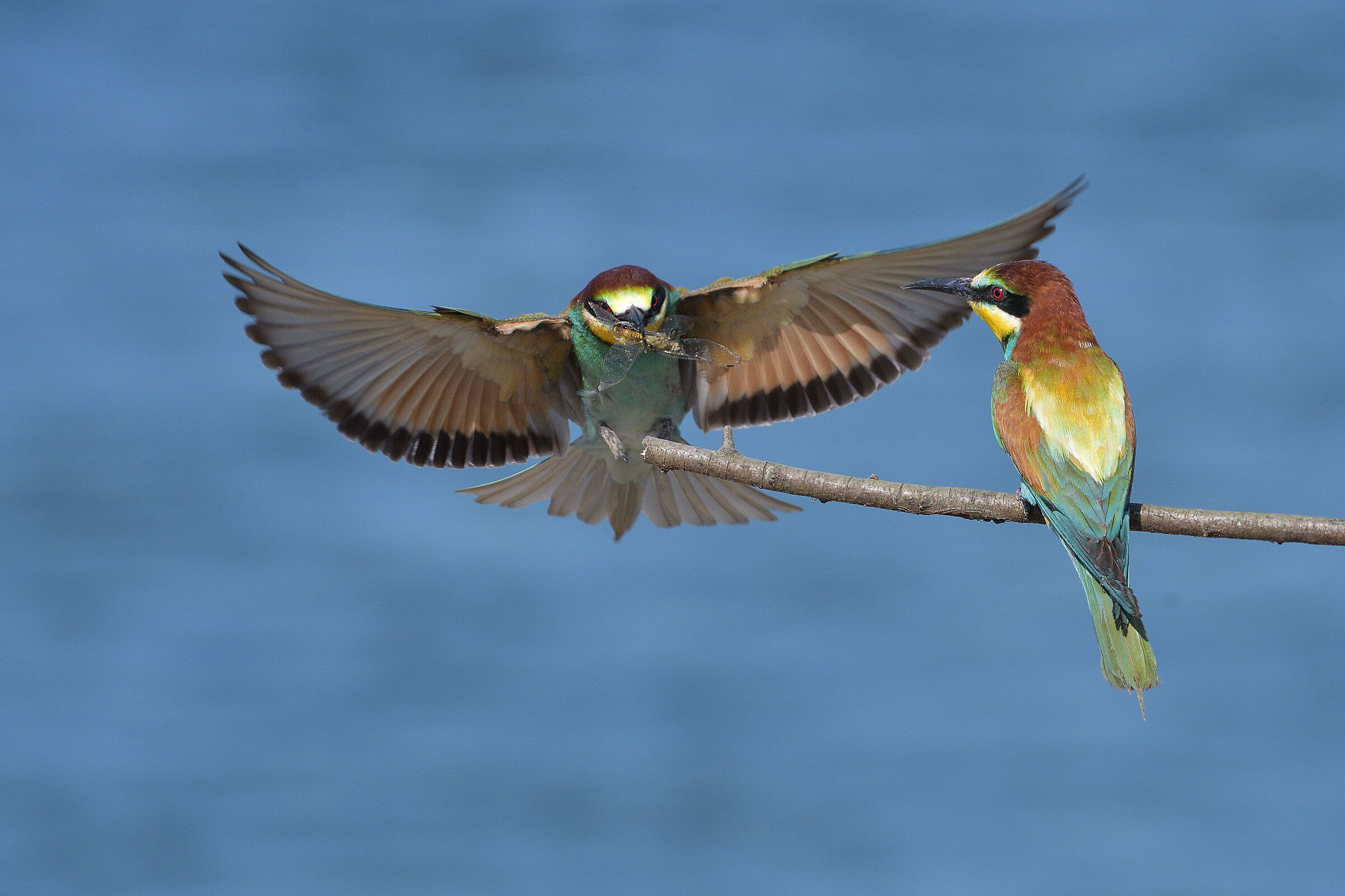 Bee-eaters..