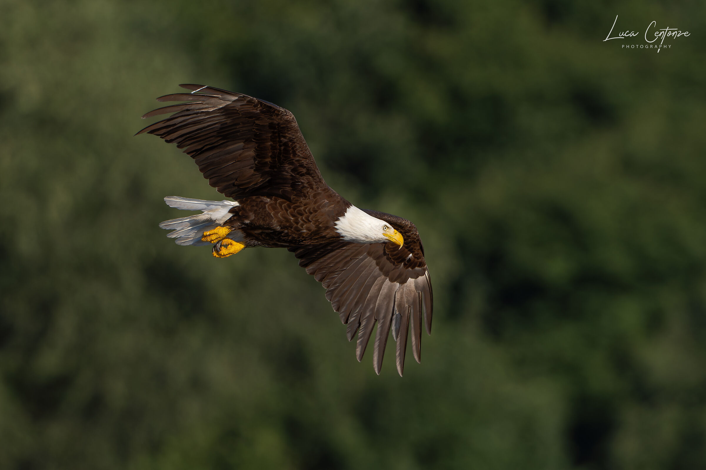 Bald Eagle (Haliaeetus leucocephalus) in volo sul lago