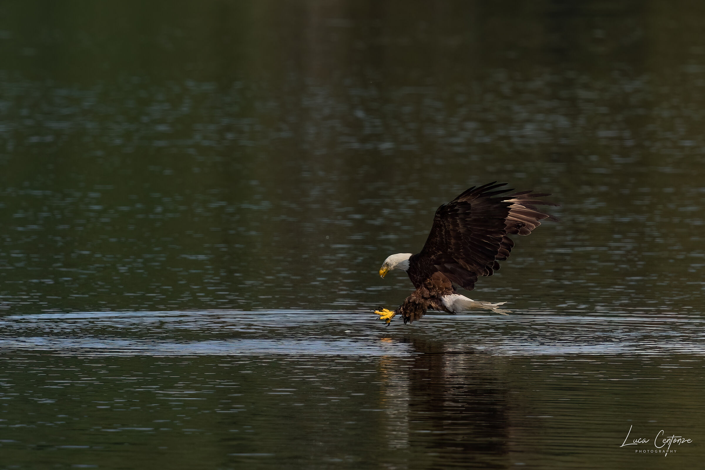 Bald Eagle adulto. Sequenza di pesca #1