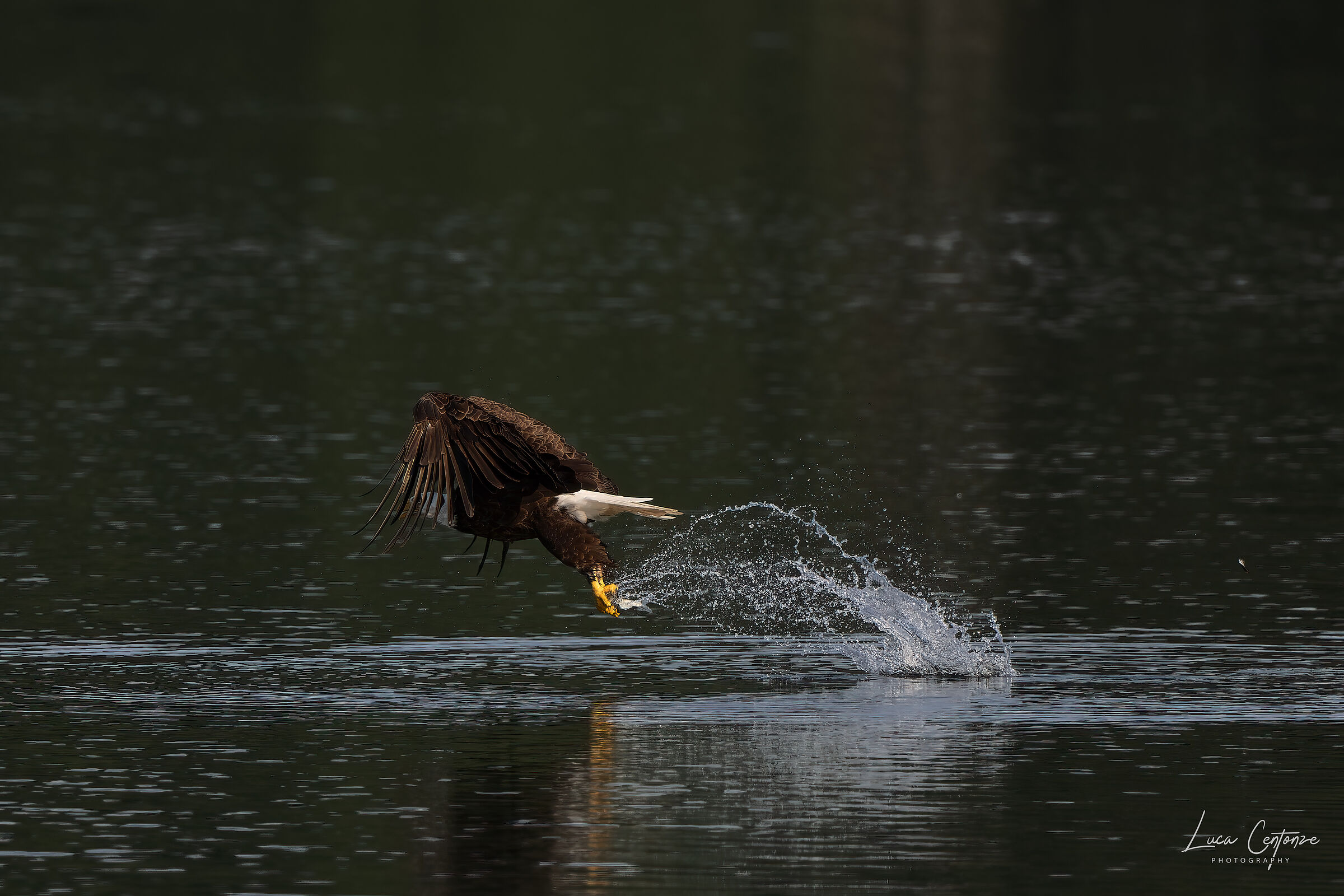 Bald Eagle adulto. Sequenza di pesca #2