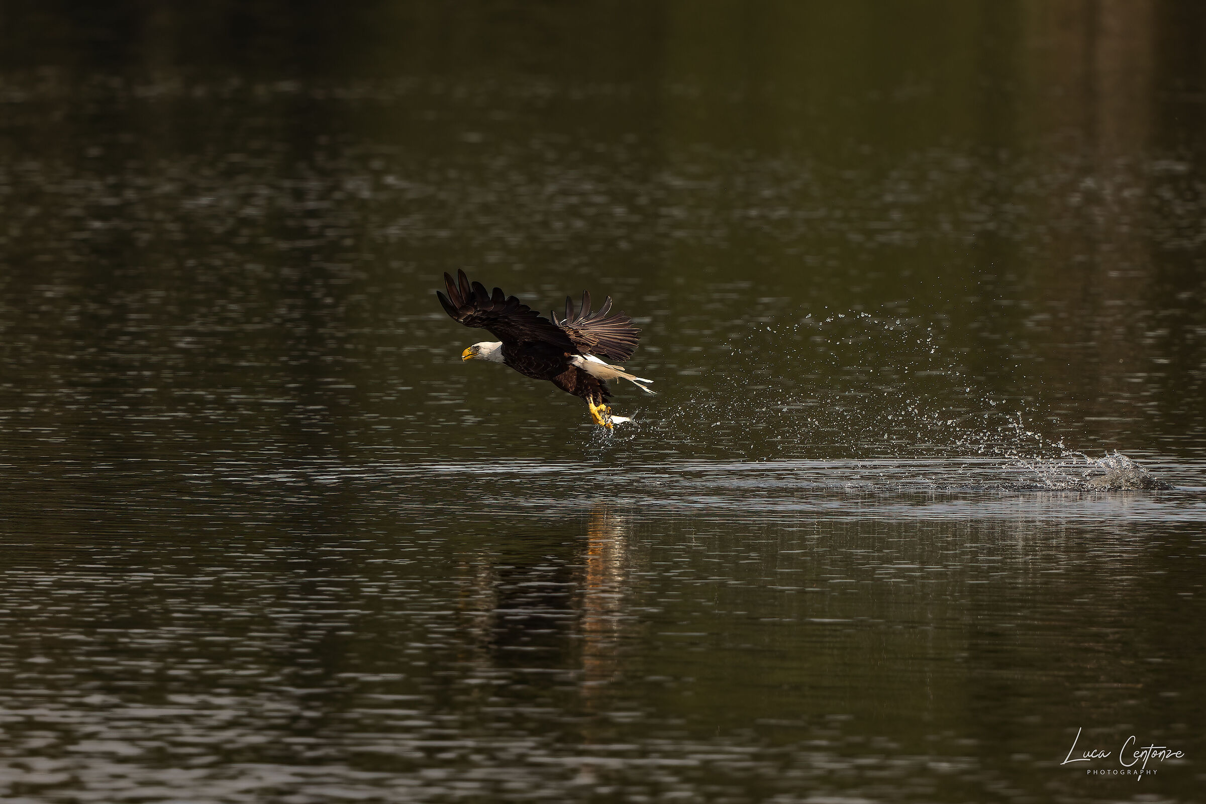 Bald Eagle adulto. Sequenza di pesca #3