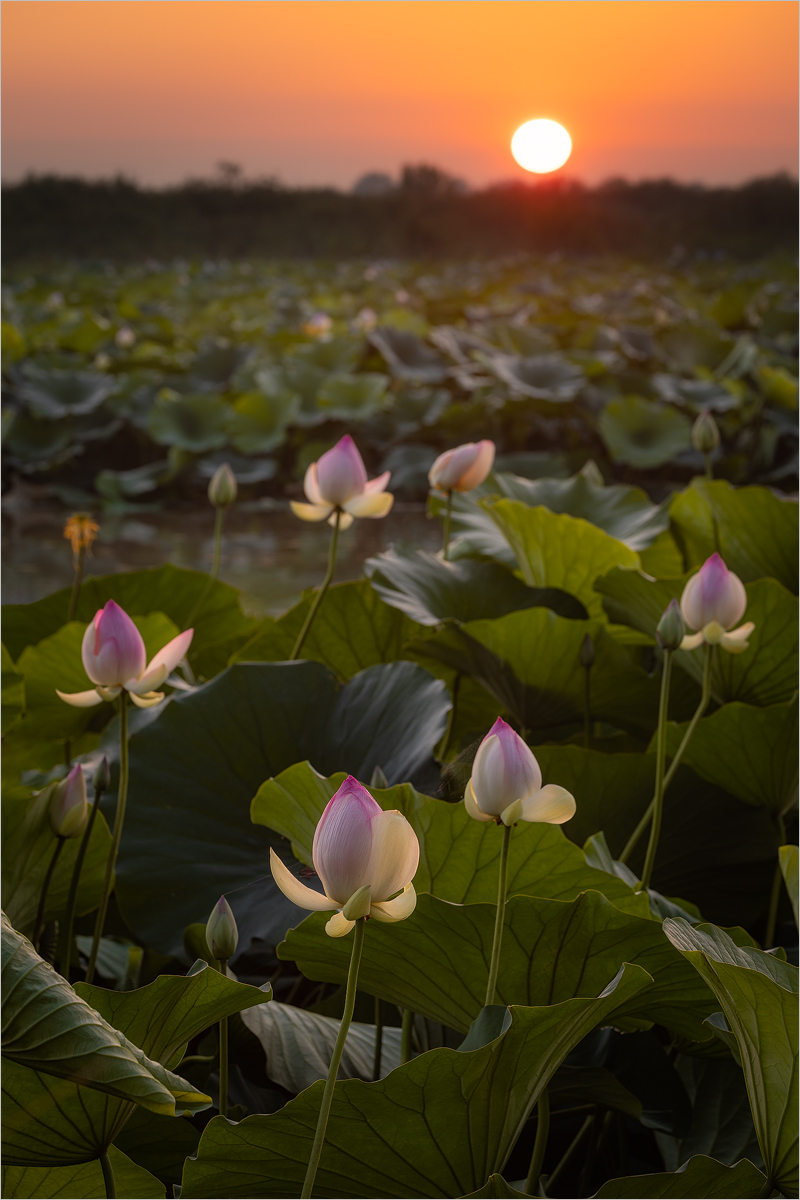 Dawn on Lotus