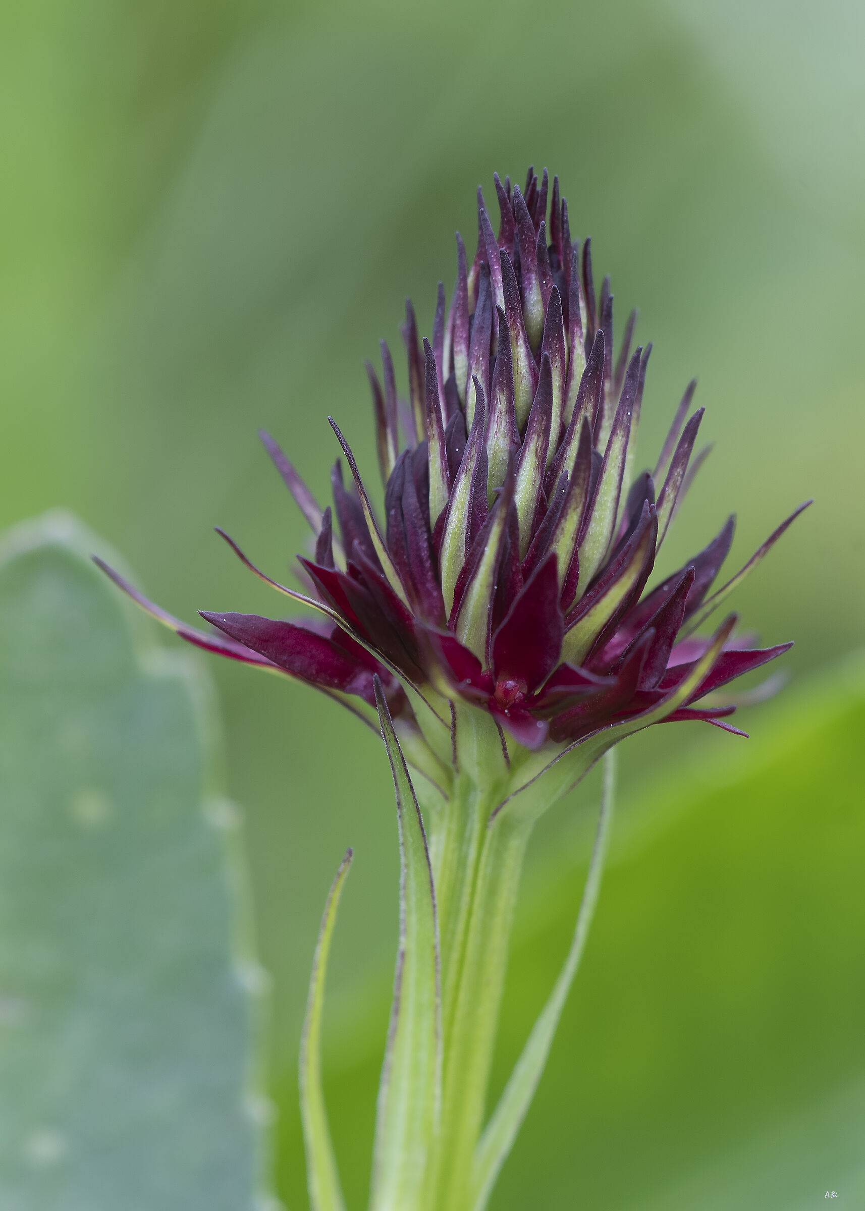 Nigritella rubra