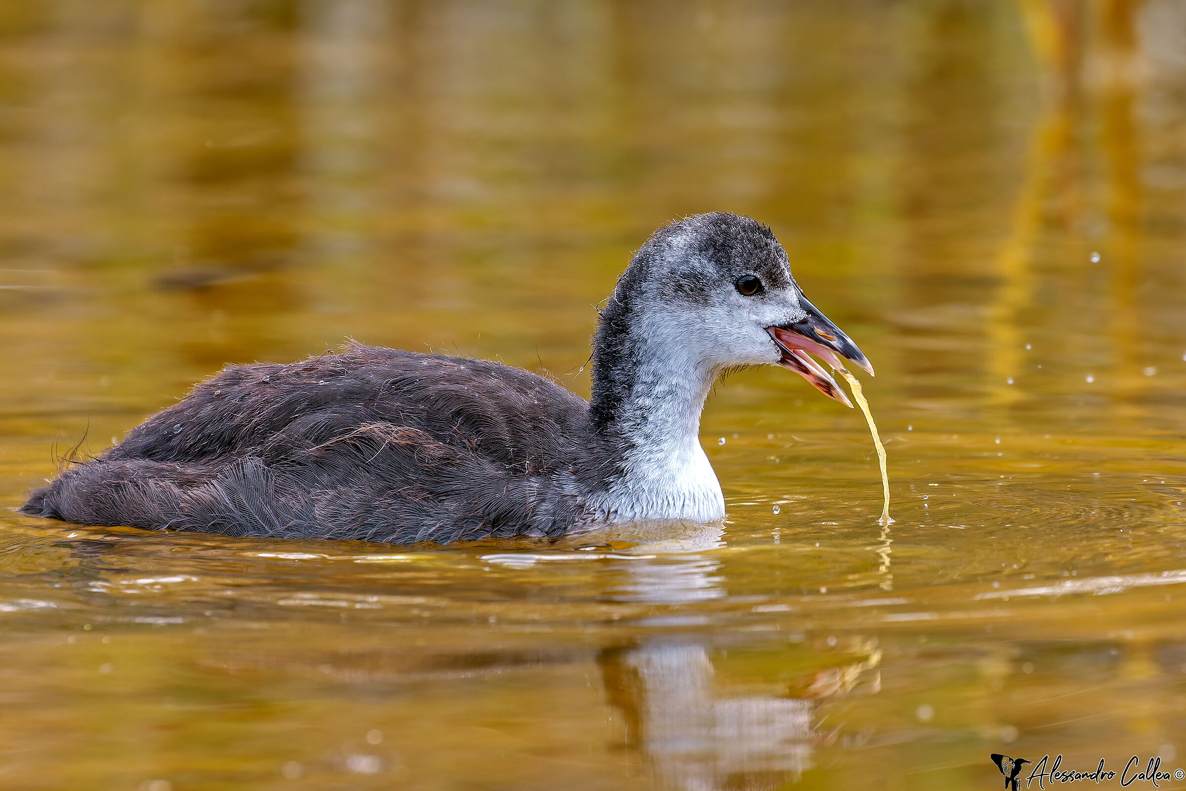 Bleah, quest'acqua non mi piace proprio!
