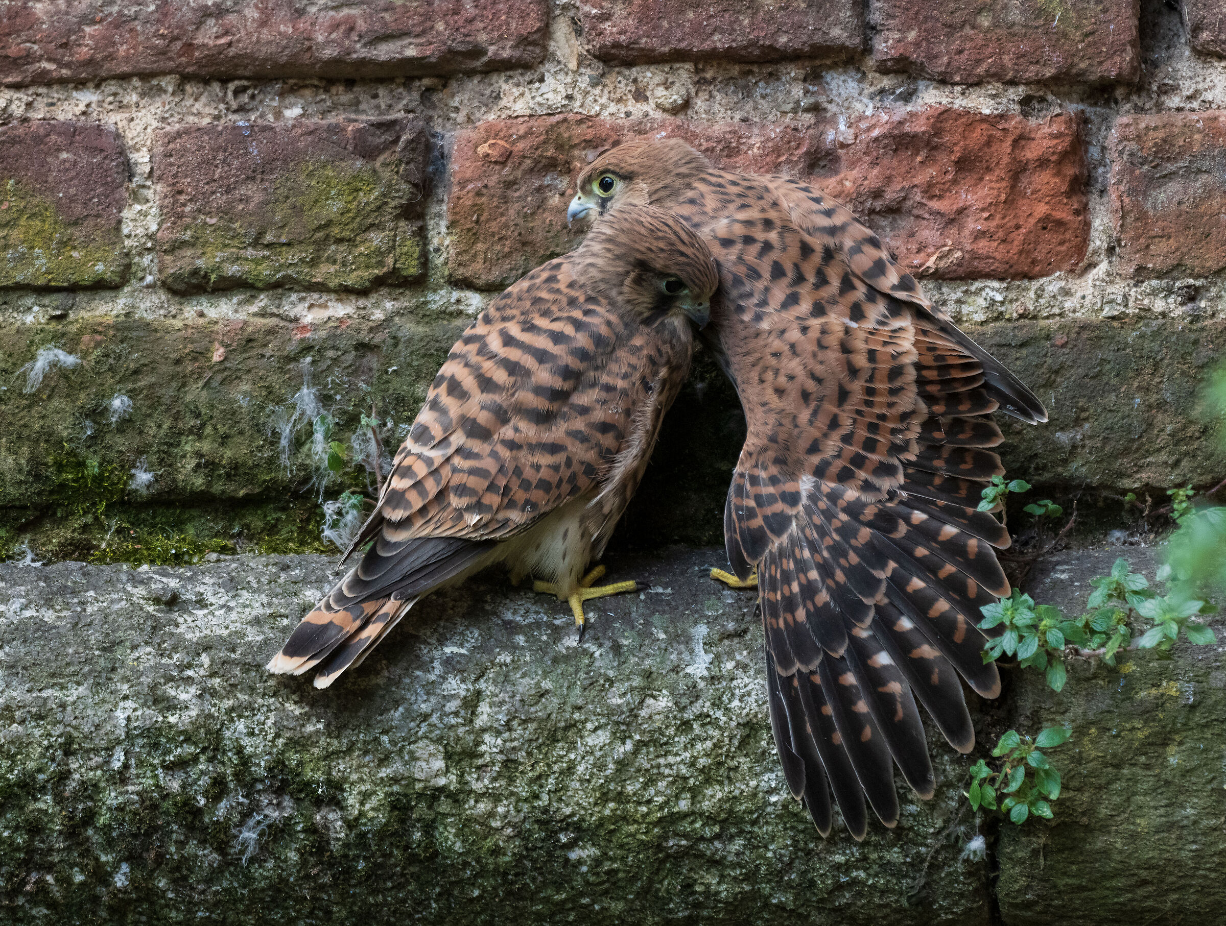 small kestrels ready for flight