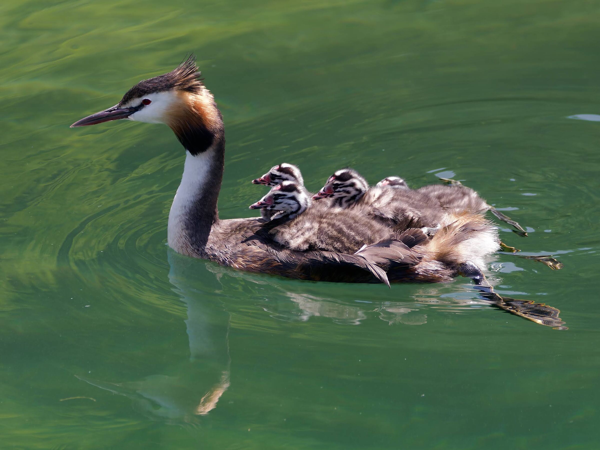 Great crested grebe. Babies on board.