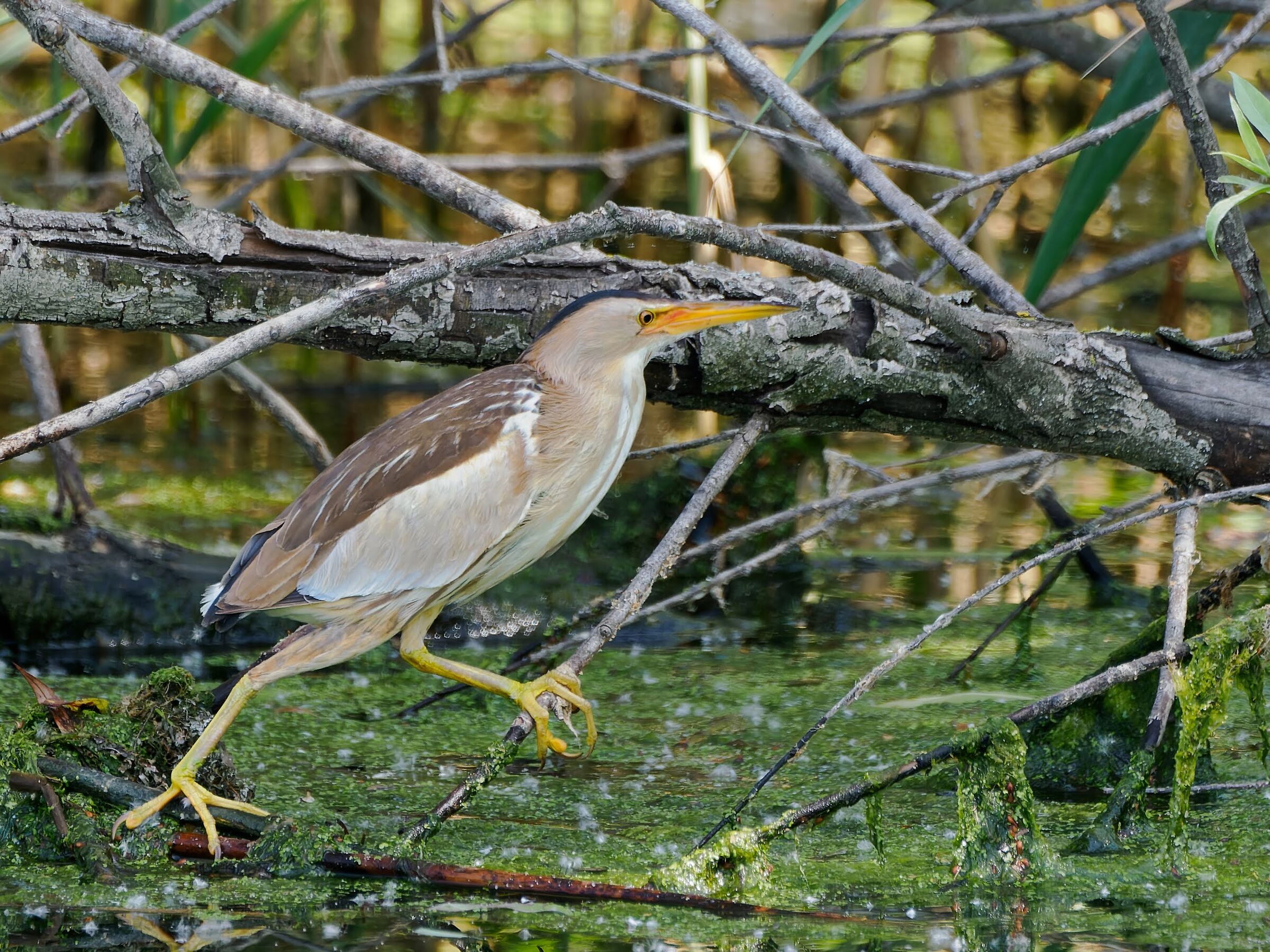 Little bittern