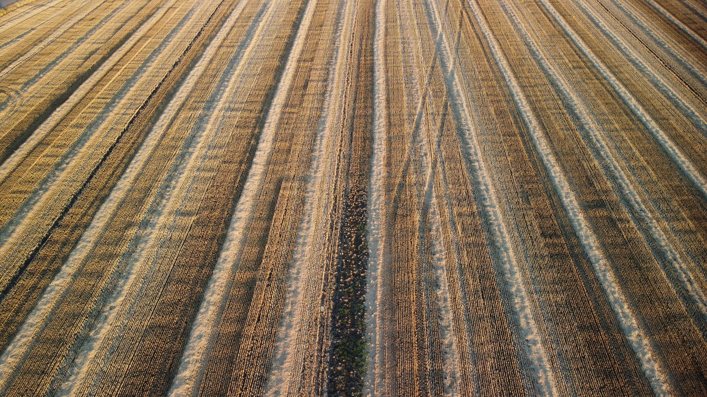 field