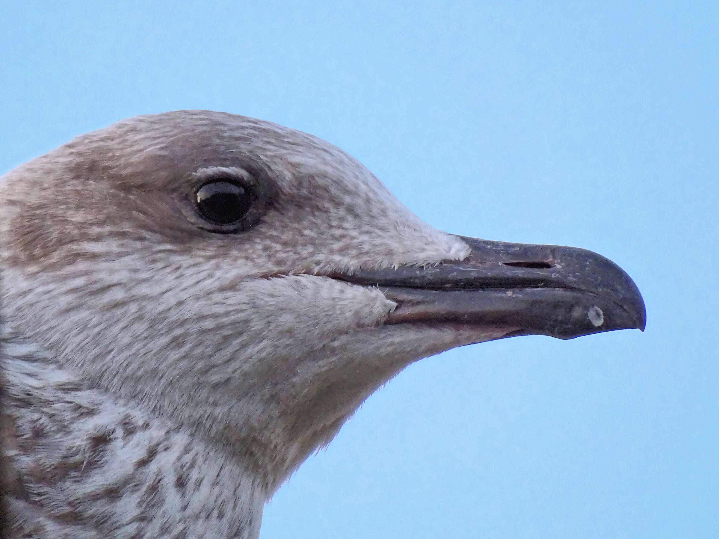 Young Herring Gull