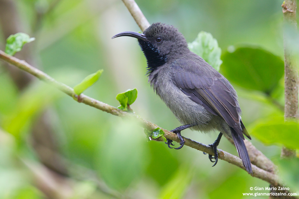 Nettarinia-colibrì delle Seychelles
