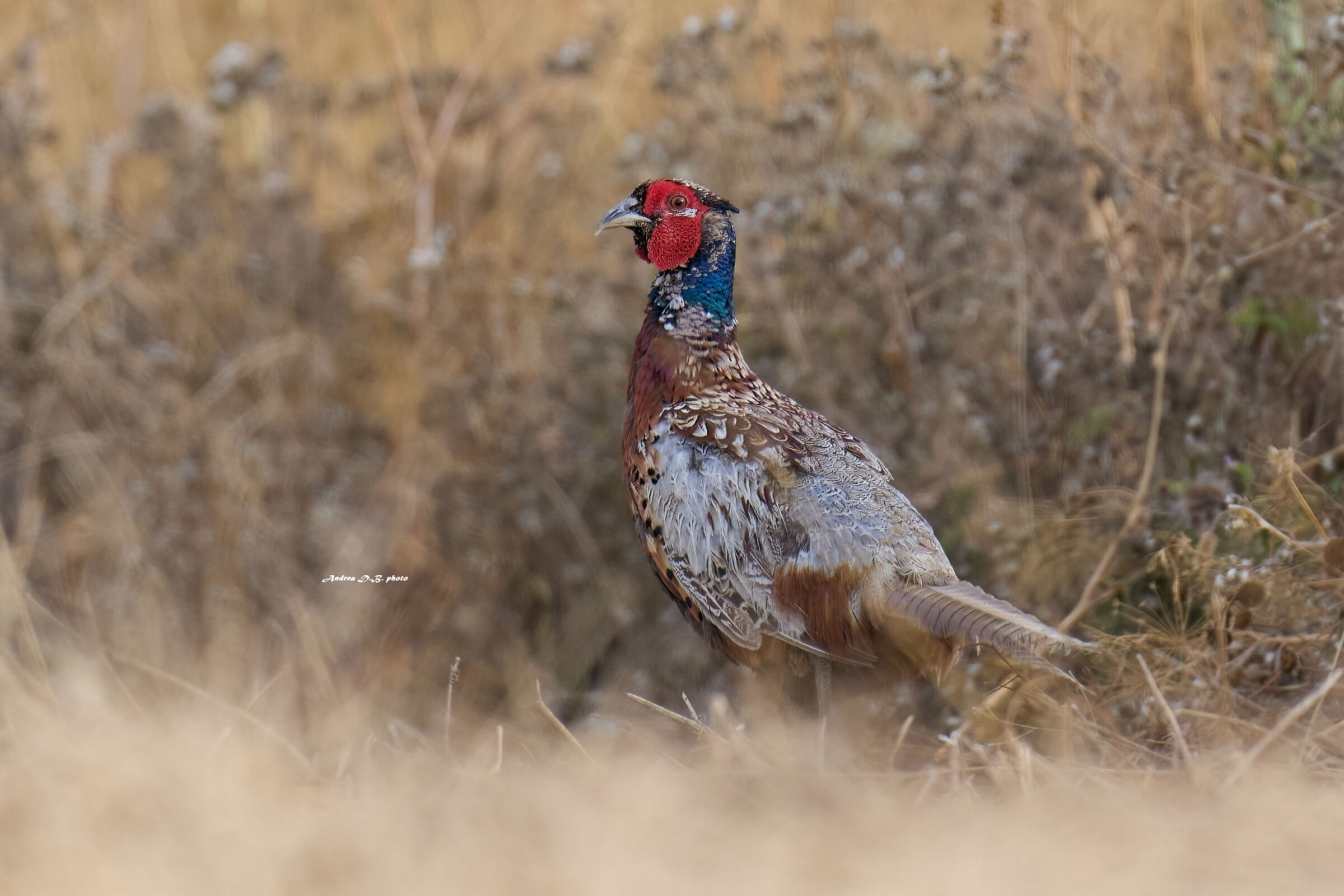 Fagiano comune maschio