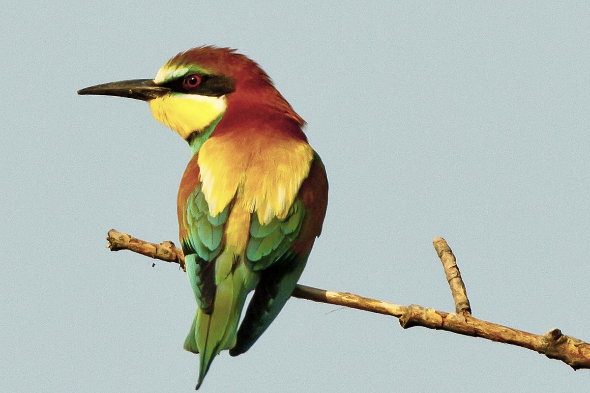 Bee-eaters