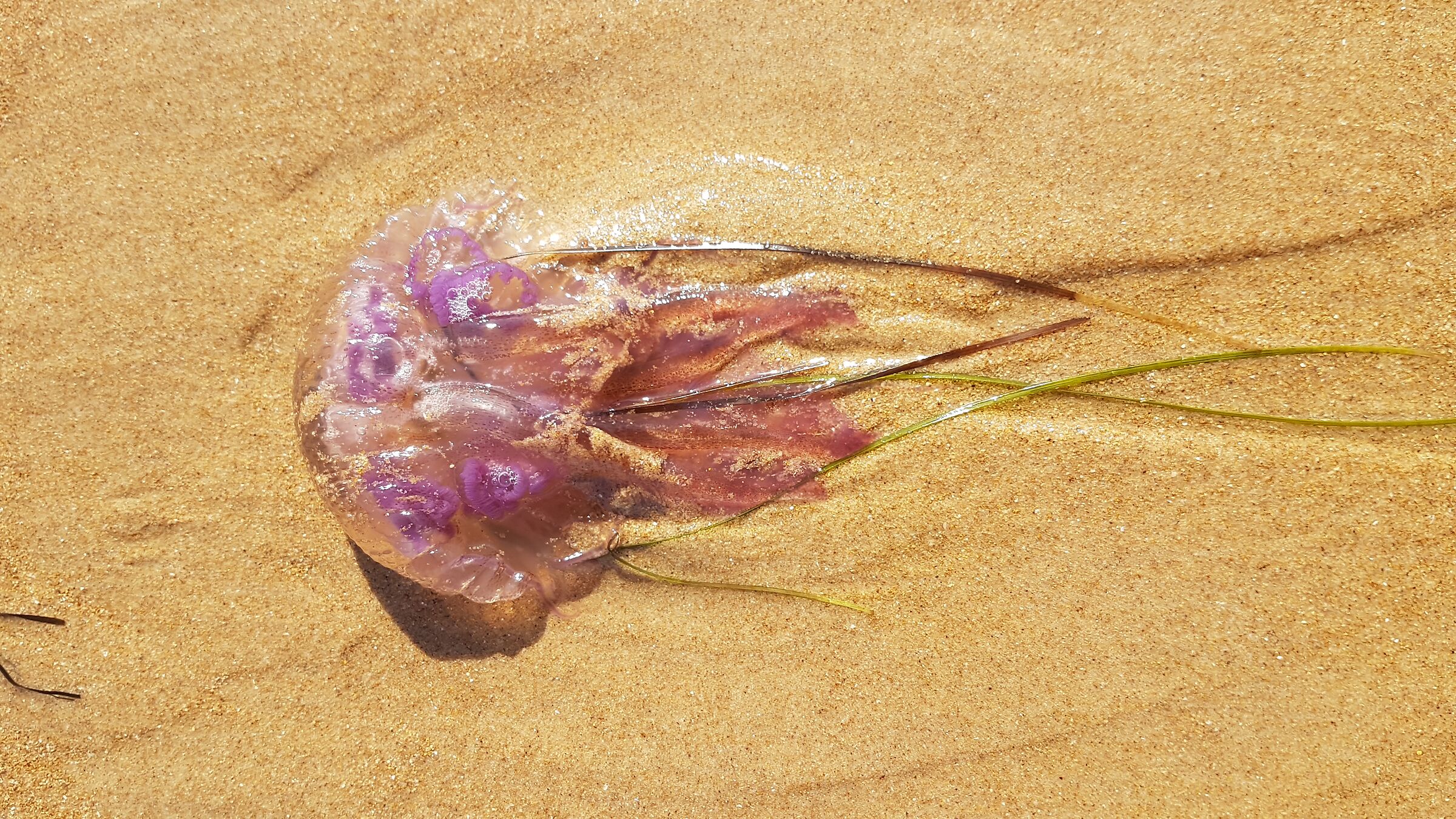 The alien beached in Somo