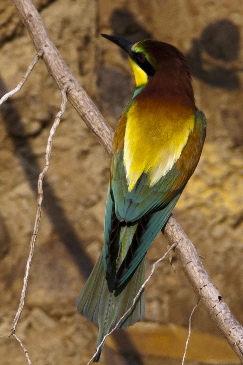 Bee-eaters