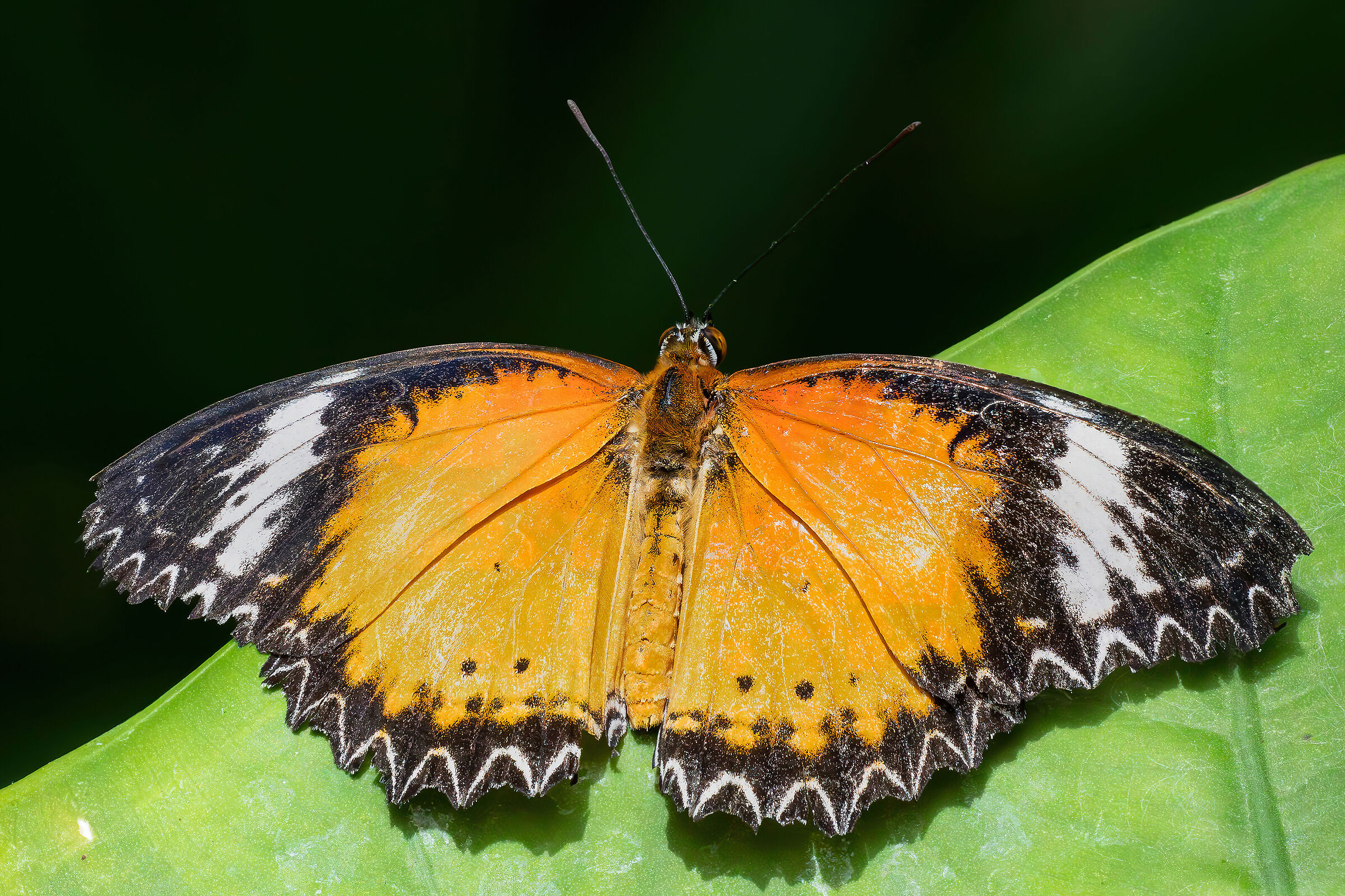Cethosia biblis