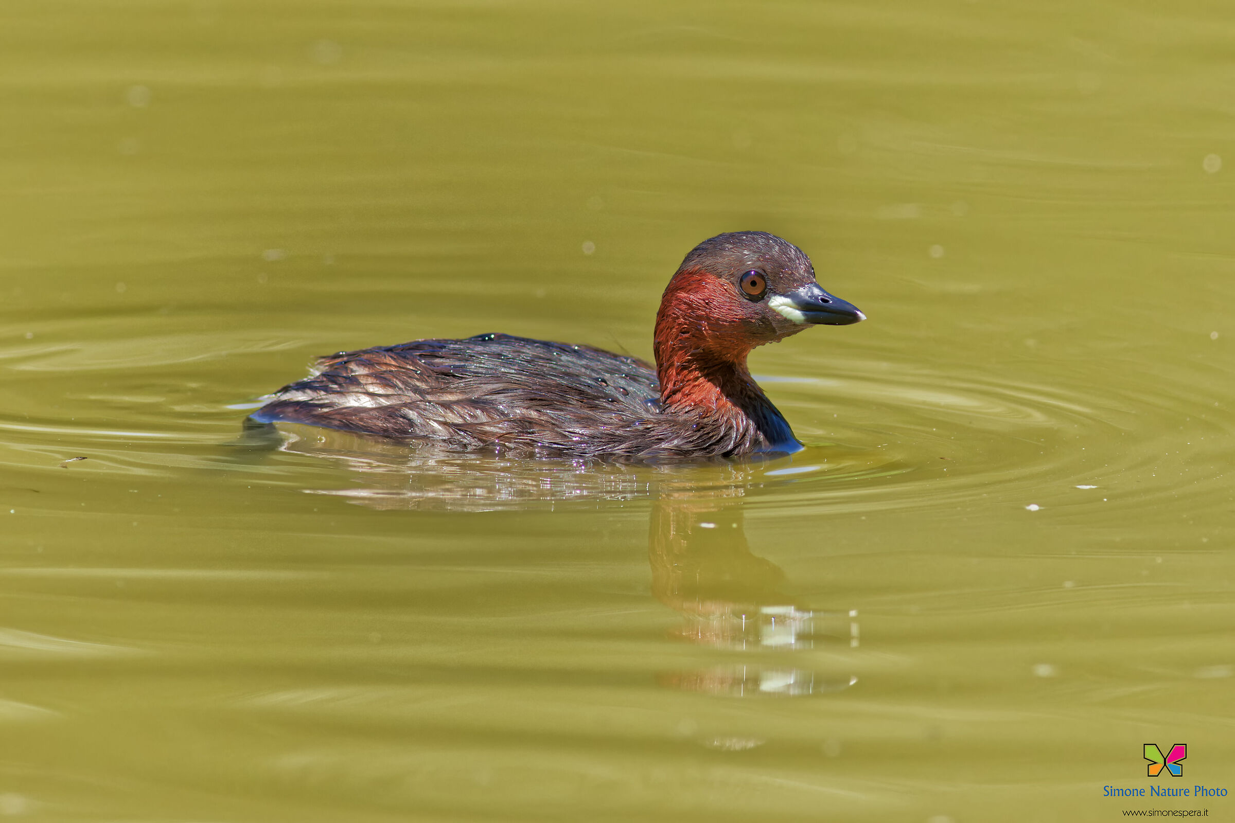 Dabchick...
