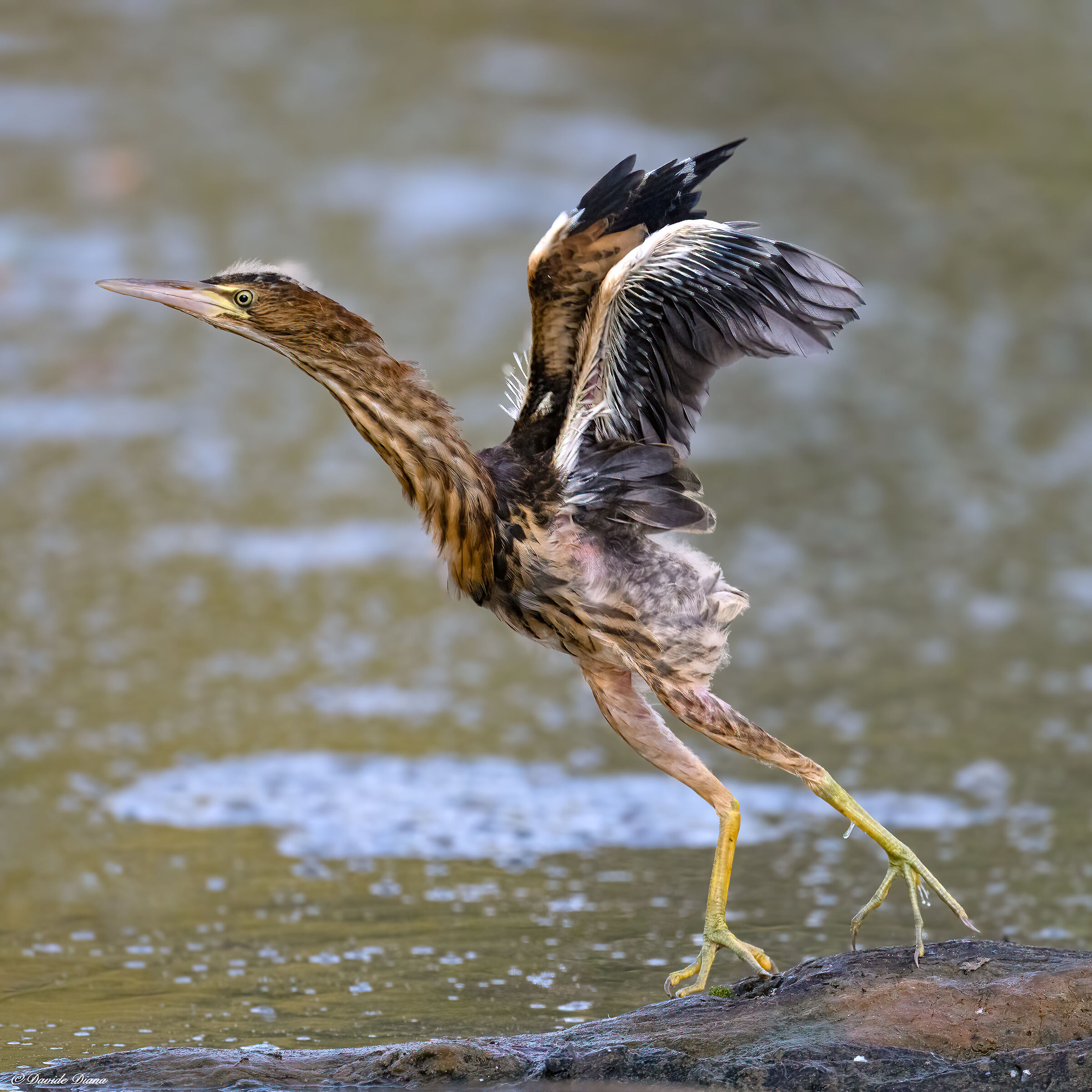 Little bittern