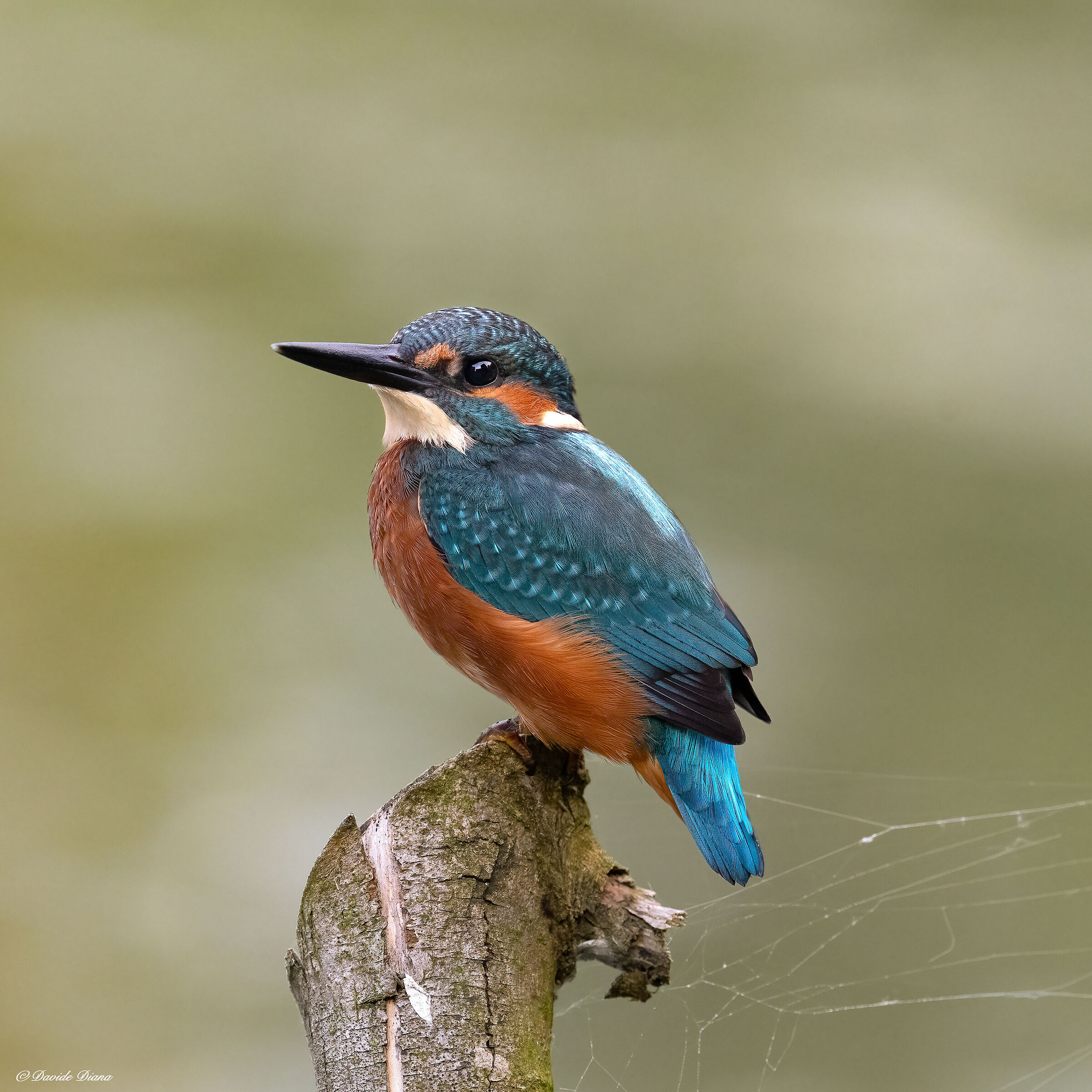 Martin Pescatore - Kingfisher