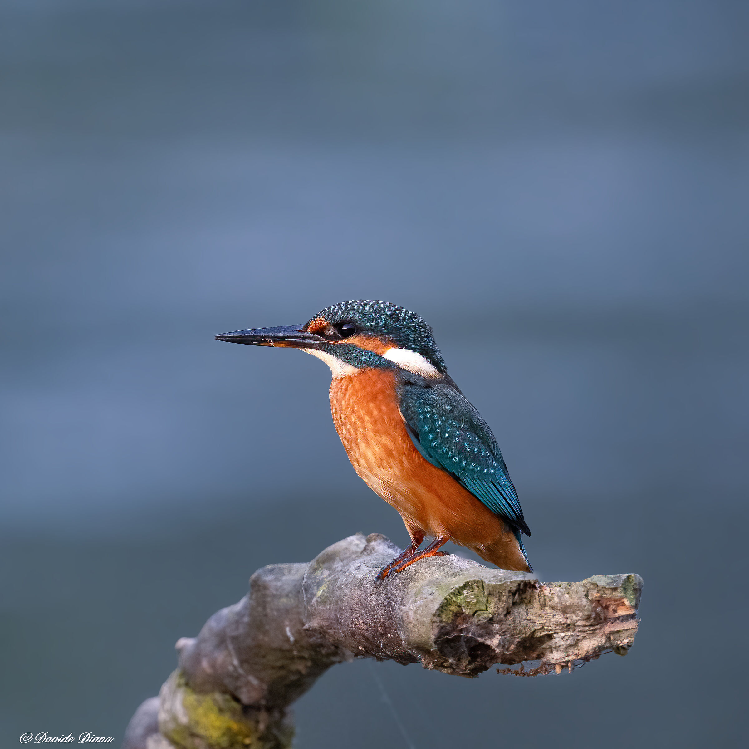 Martin Pescatore - Kingfisher
