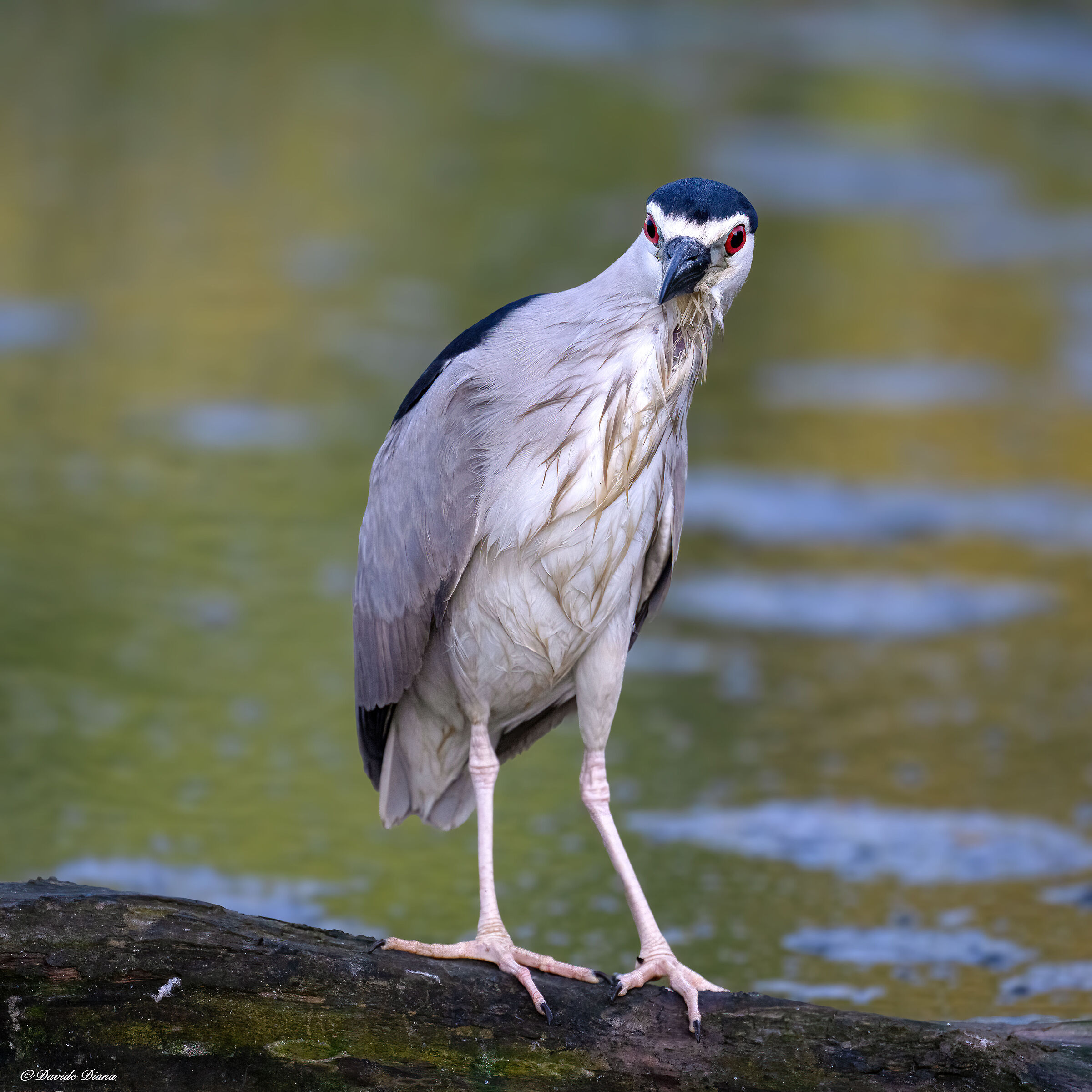 Night Heron