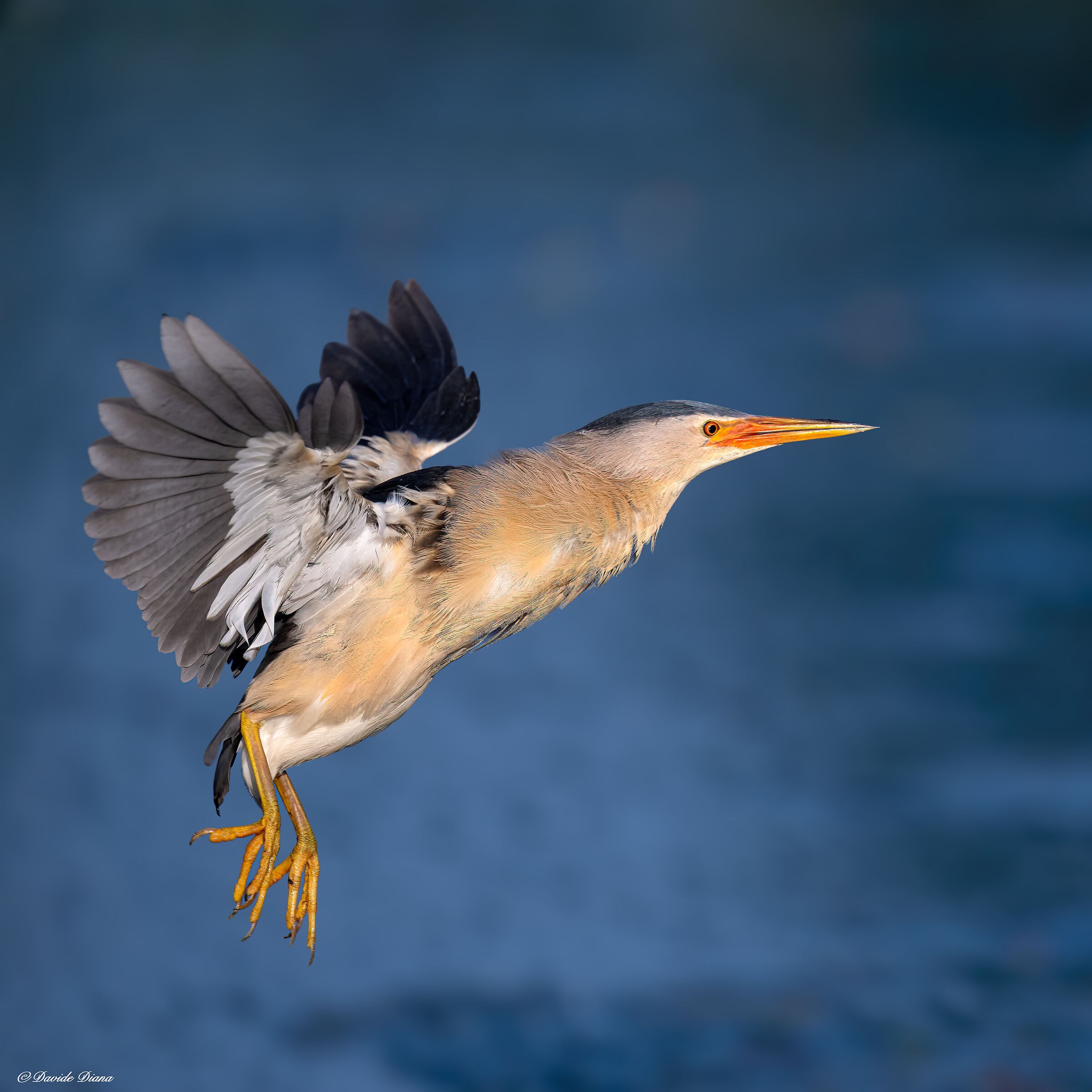 Little bittern