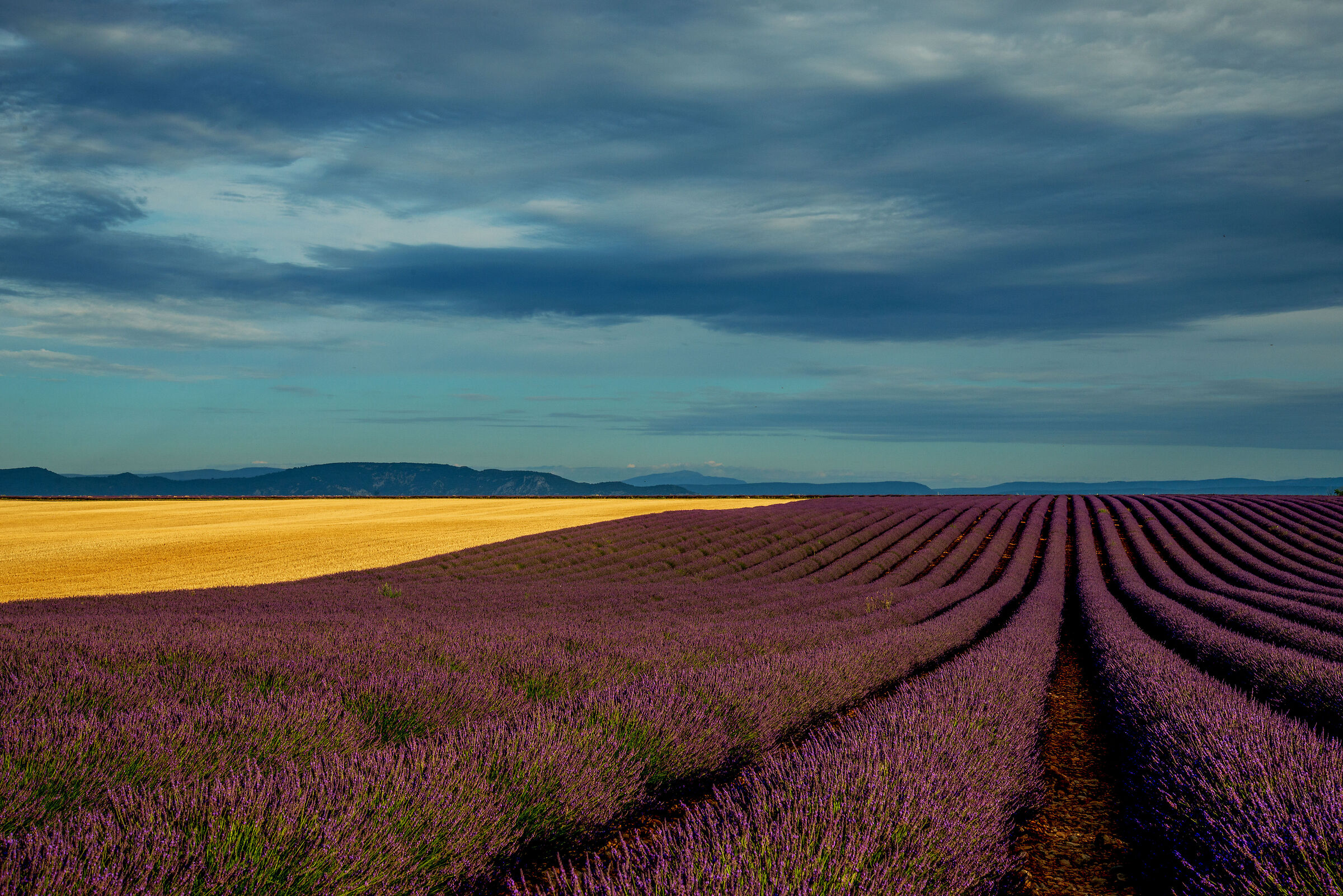 lavanda e grano.