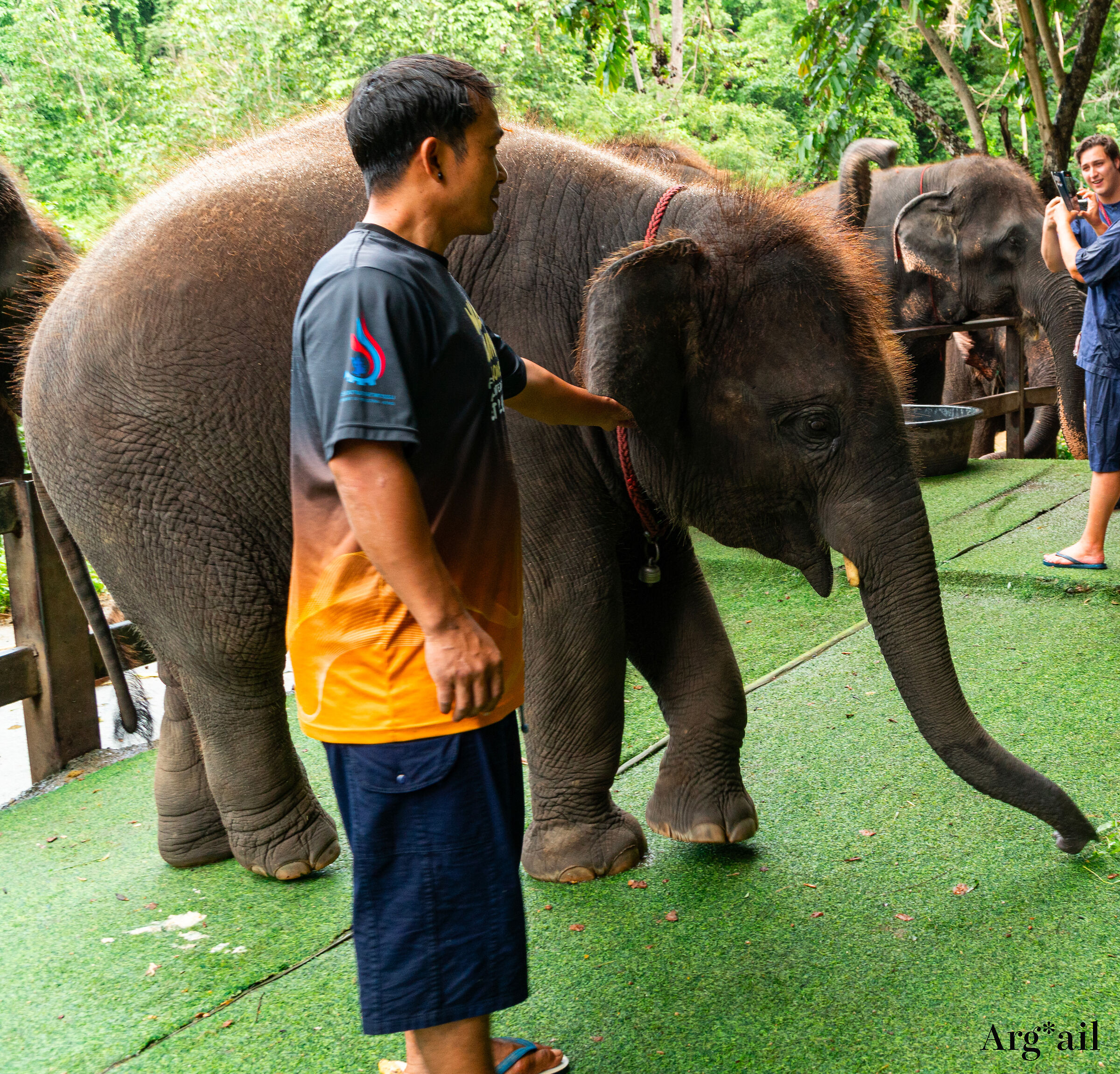 Elephants