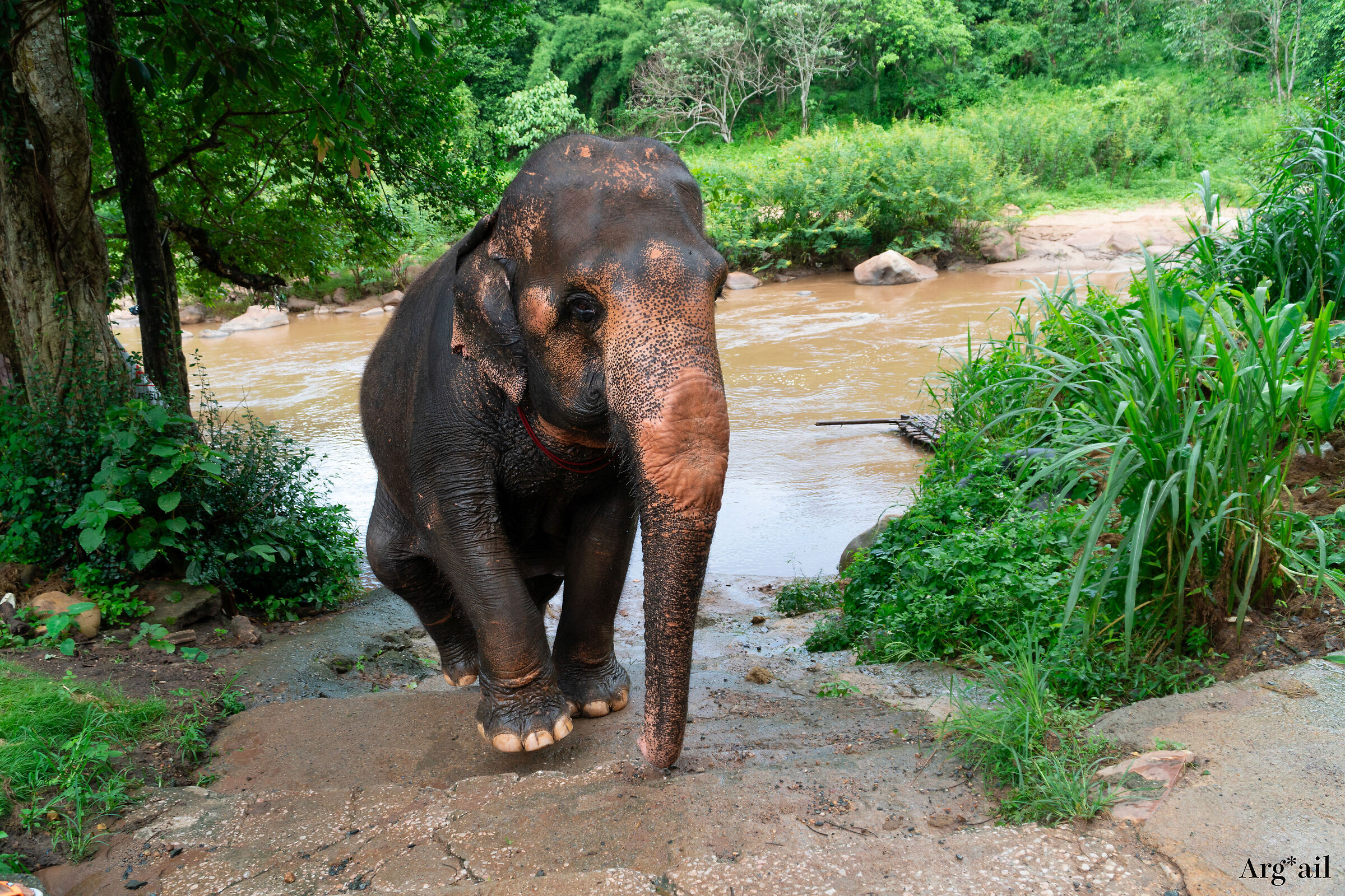 Elephants