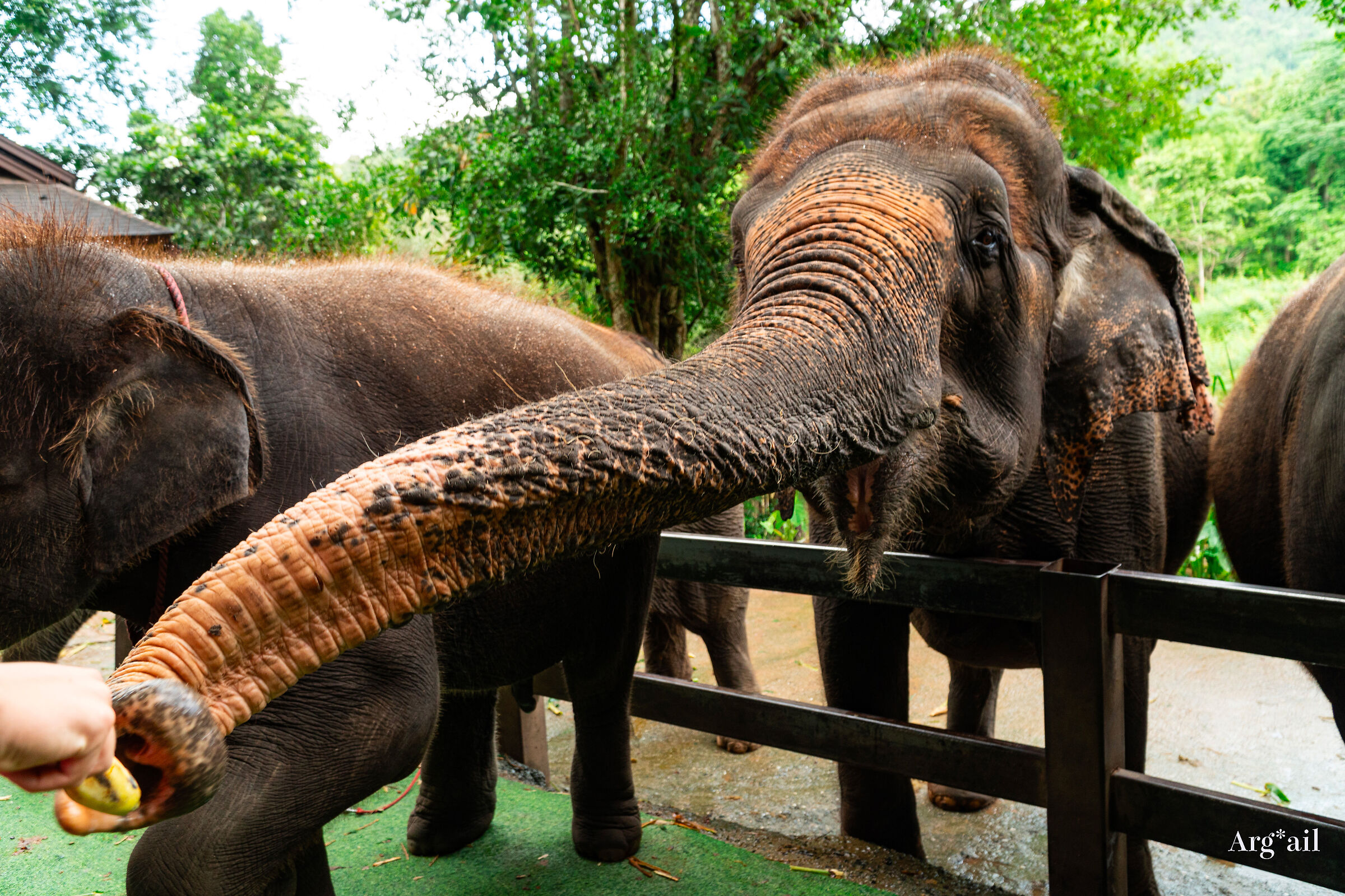 Elephants